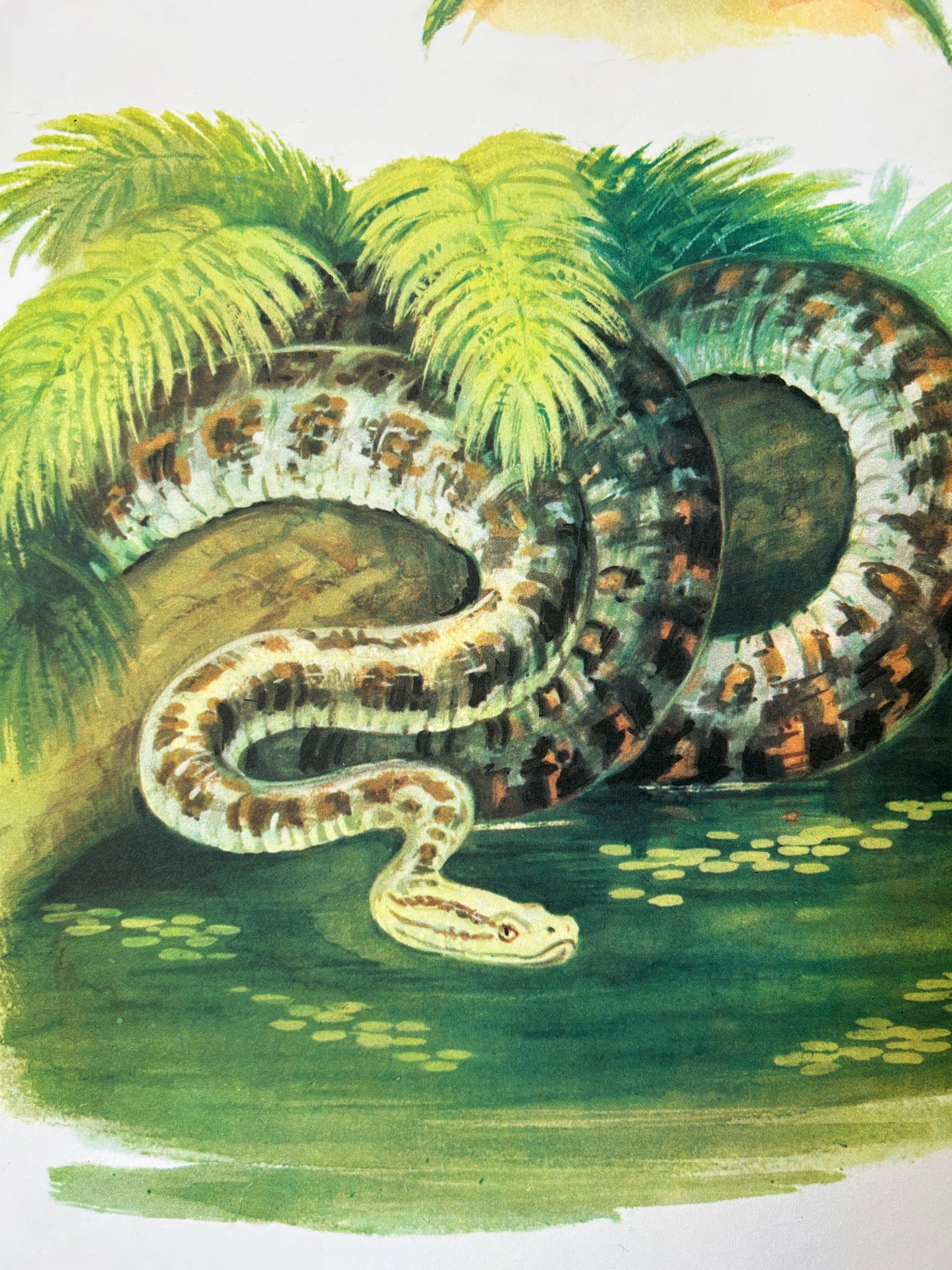 Original Soviet Vintage Educational Wildlife Poster – Animals of Equatorial Forests of South America: Jaguar, Anaconda, Howler Monkey, Hummingbird | USSR School Chart