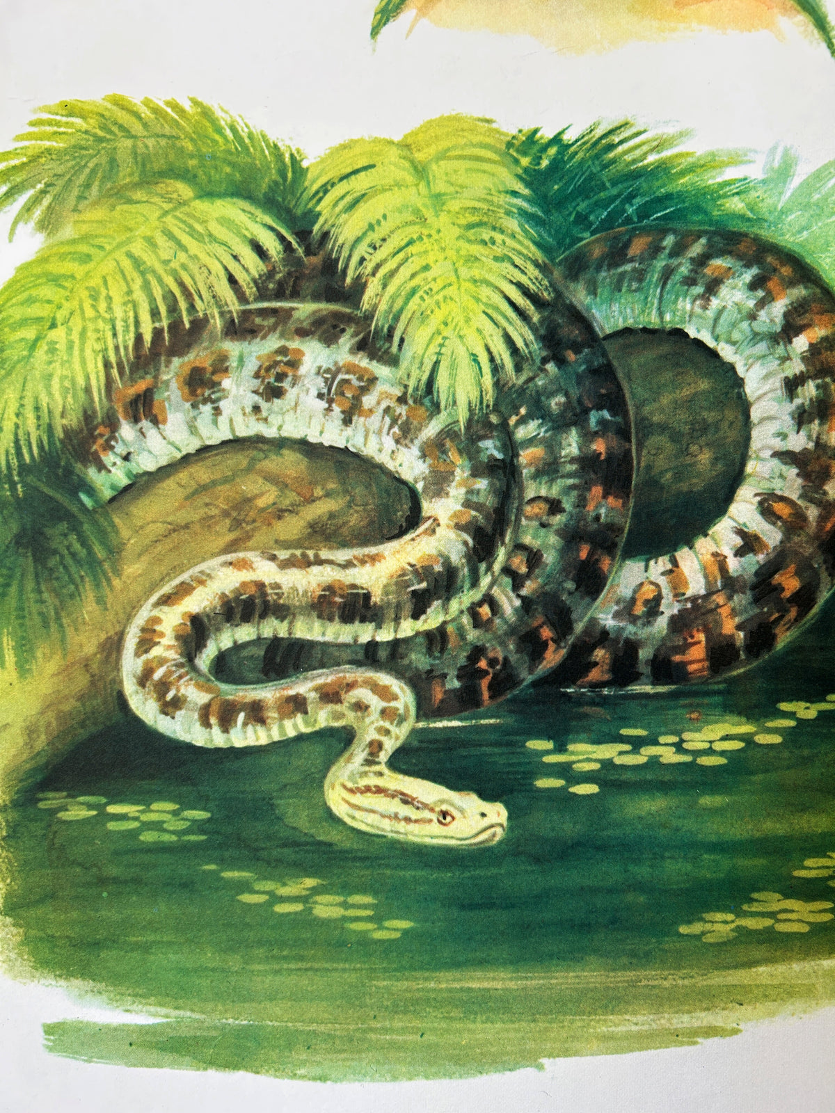 Detail of a Soviet vintage wildlife poster featuring an illustration of an anaconda by the water under the ferns.