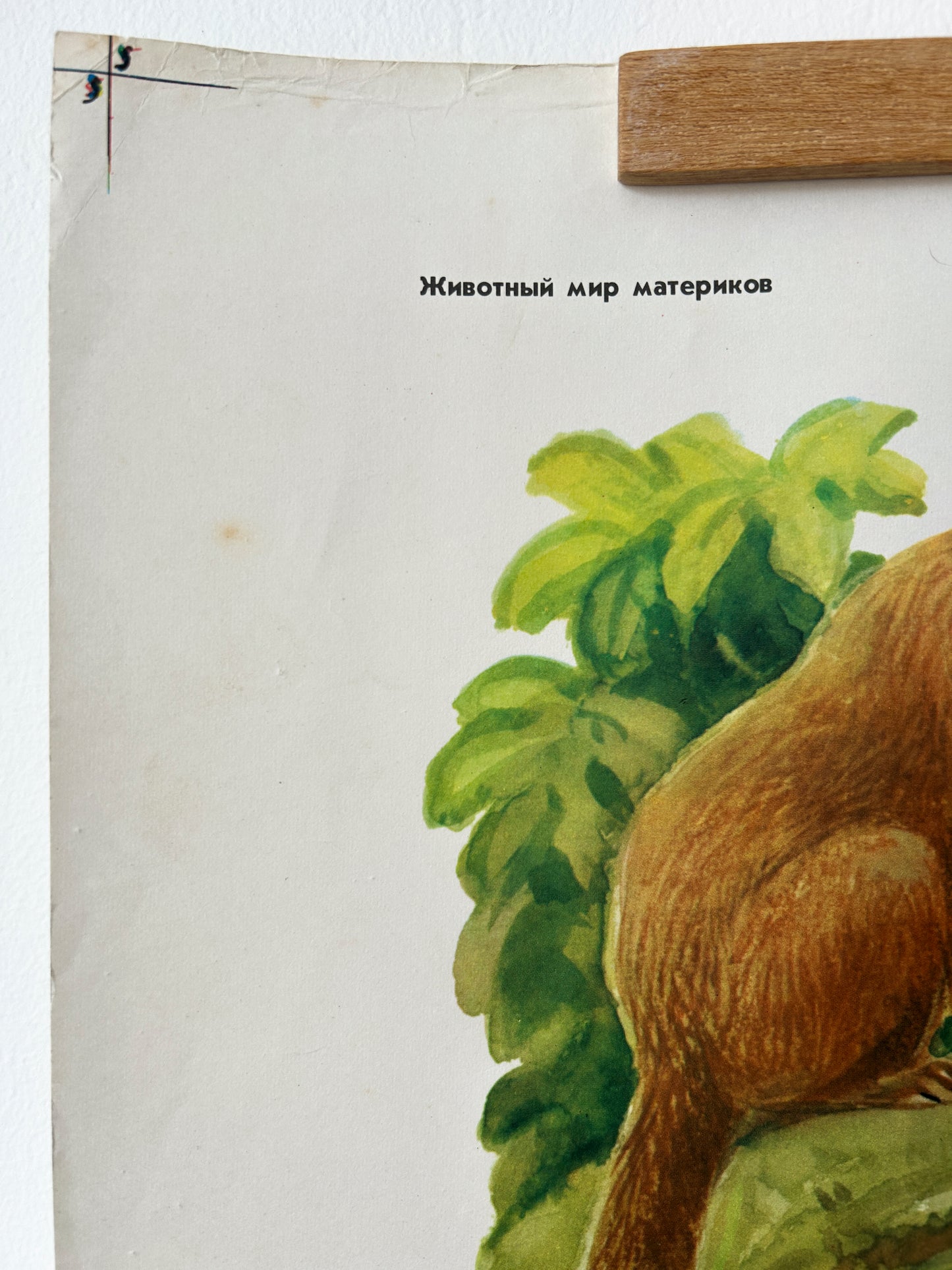 Original Soviet Vintage Educational Wildlife Poster – Animals of Equatorial Forests of South America: Jaguar, Anaconda, Howler Monkey, Hummingbird | USSR School Chart