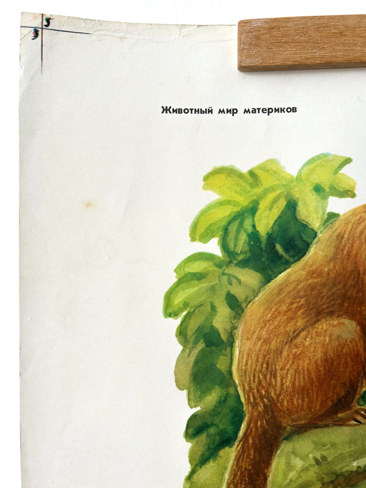 Original Soviet Vintage Educational Wildlife Poster – Animals of Equatorial Forests of South America: Jaguar, Anaconda, Howler Monkey, Hummingbird | USSR School Chart