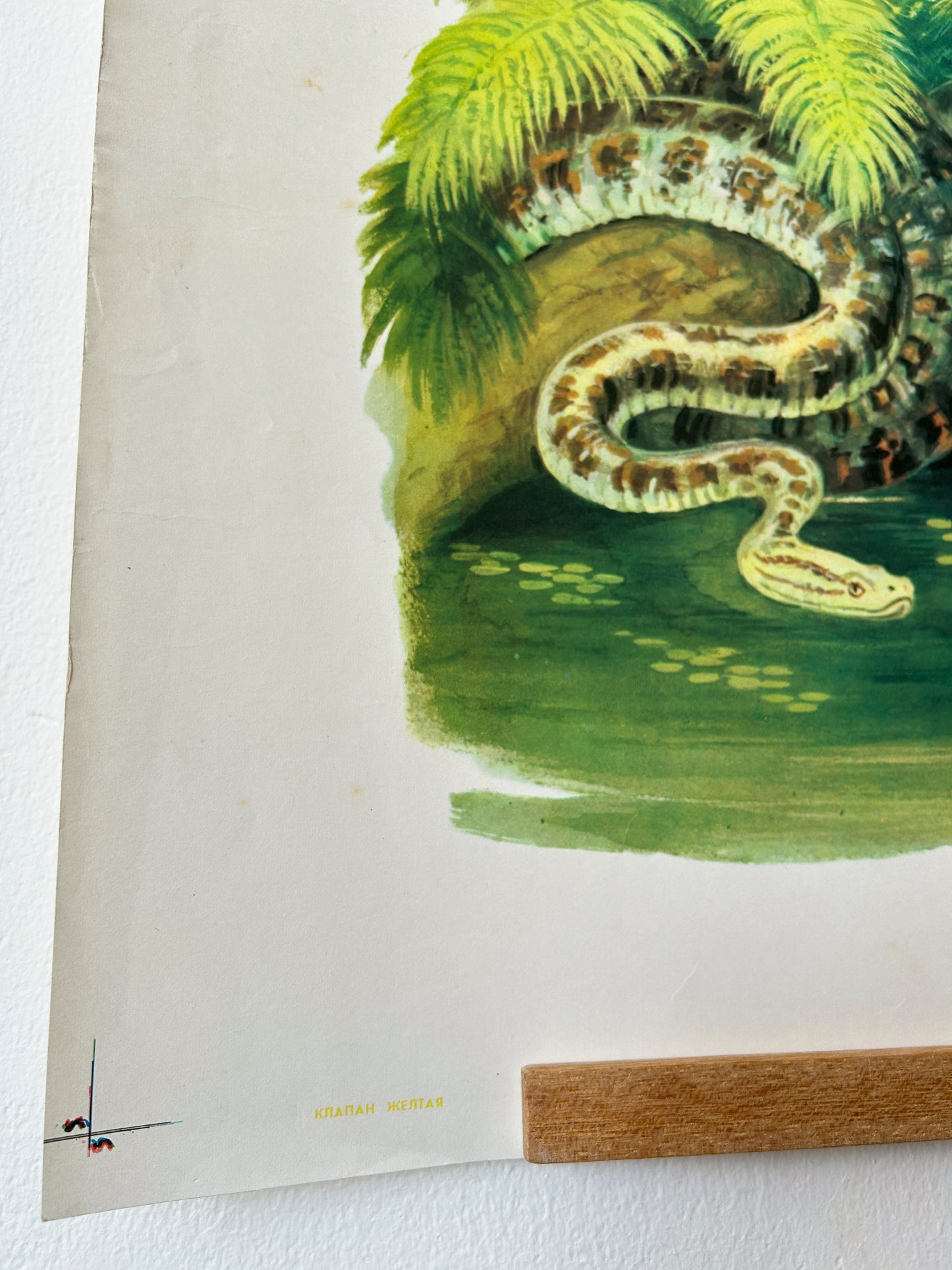 Original Soviet Vintage Educational Wildlife Poster – Animals of Equatorial Forests of South America: Jaguar, Anaconda, Howler Monkey, Hummingbird | USSR School Chart