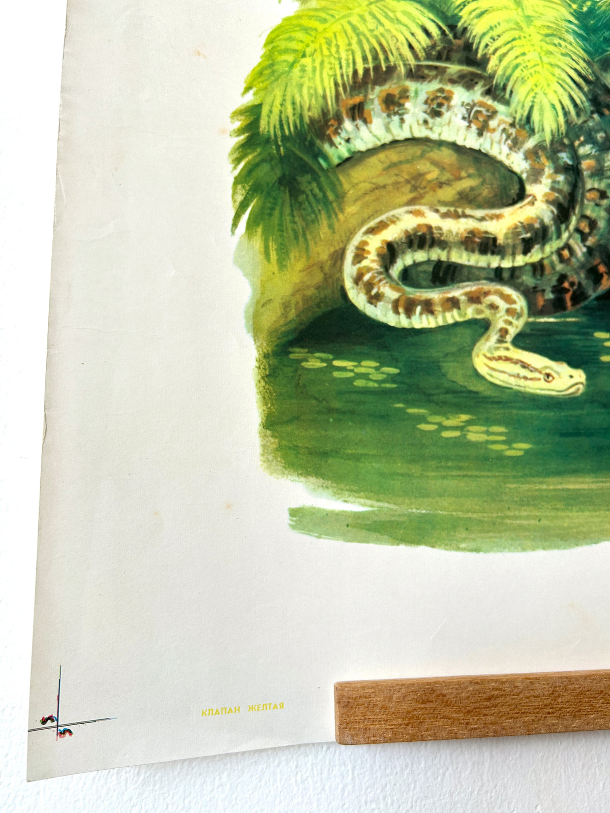 Original Soviet Vintage Educational Wildlife Poster – Animals of Equatorial Forests of South America: Jaguar, Anaconda, Howler Monkey, Hummingbird | USSR School Chart