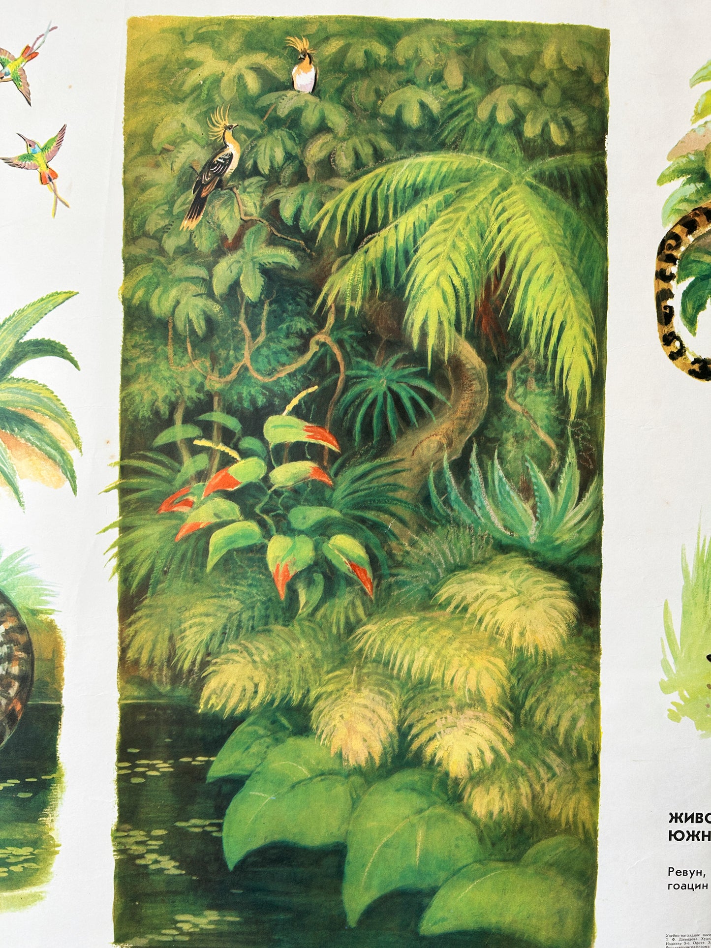 Original Soviet Vintage Educational Wildlife Poster – Animals of Equatorial Forests of South America: Jaguar, Anaconda, Howler Monkey, Hummingbird | USSR School Chart