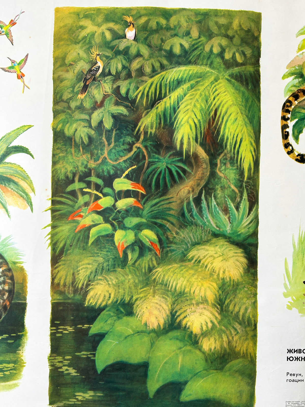 Detail of a Soviet vintage wildlife poster that features illustrations of a rainforest and various animals commonly found in South American forests, including hummingbirds.