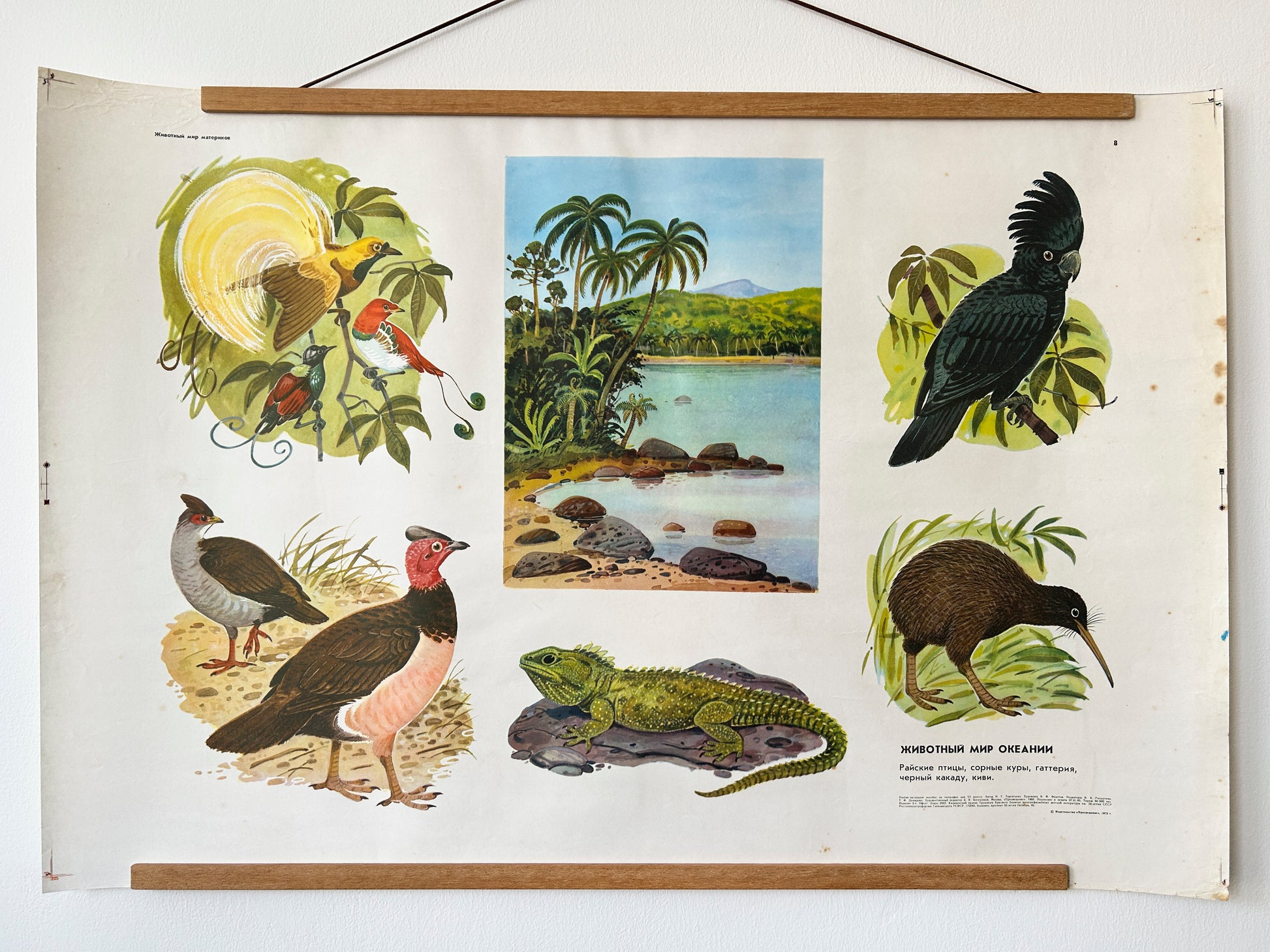 Soviet Vintage educational poster depicting wildlife of Oceania with illustrations of birds and island nature scenes on a white wall