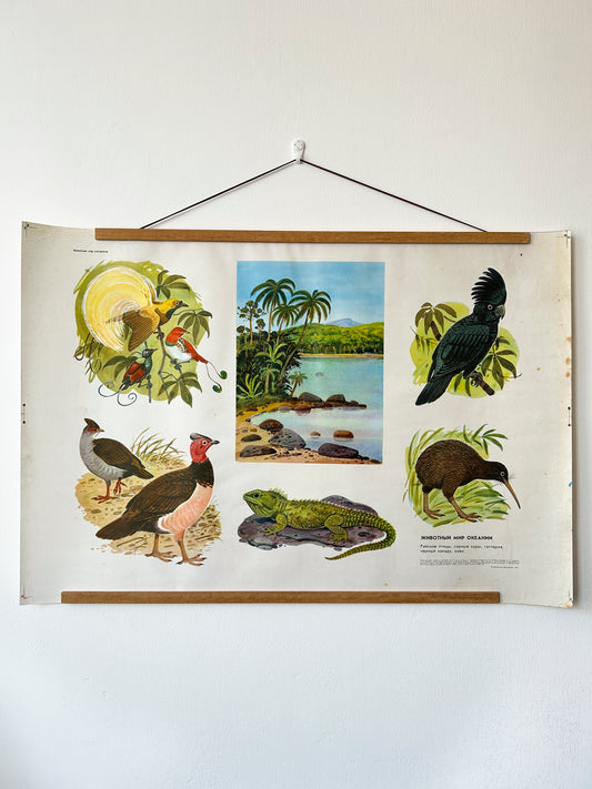 Soviet Vintage educational poster depicting wildlife of Oceania with illustrations of birds and island nature scenes on a white wall
