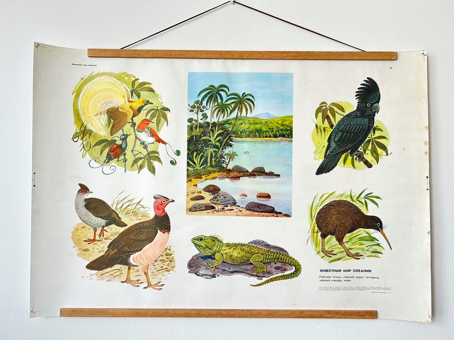 Soviet Vintage educational poster depicting wildlife of Oceania with illustrations of birds and island nature scenes on a white wall