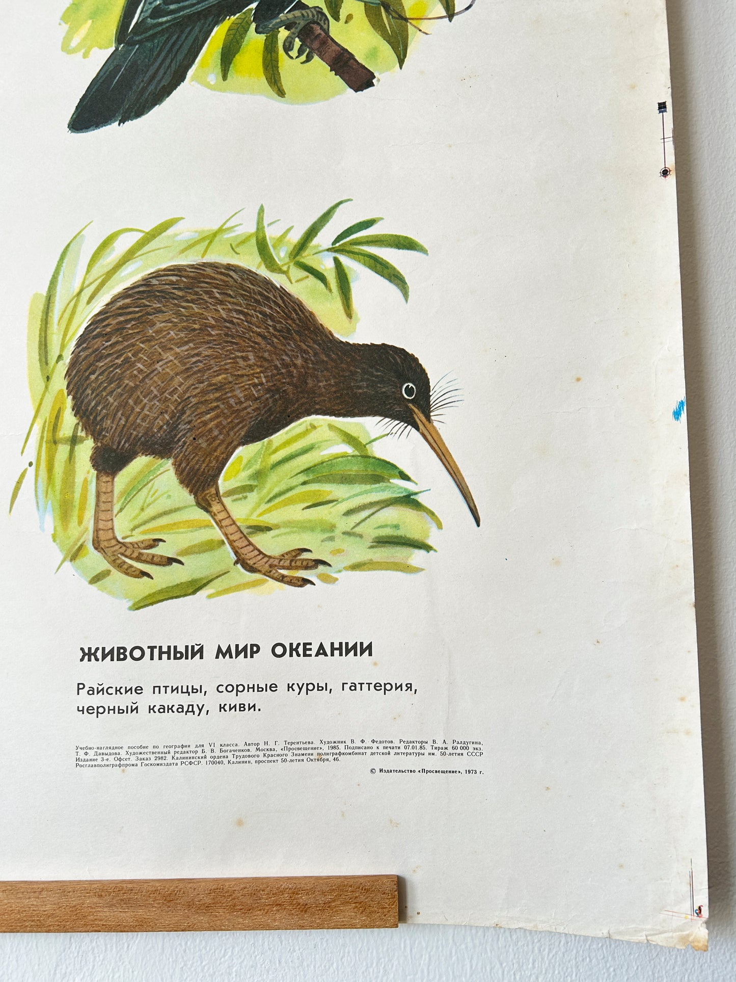 Vintage poster of a kiwi bird on a white background