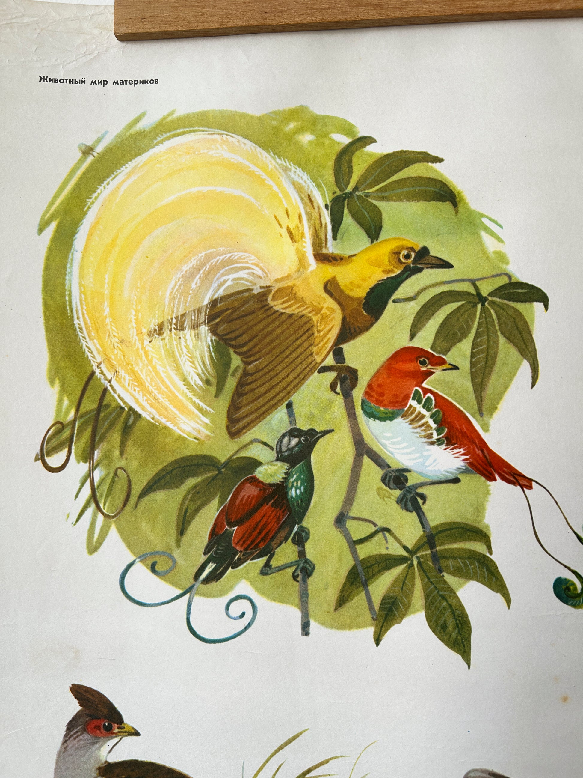 Soviet vintage Illustration of birds of paradise on a branch with a circular design in the background