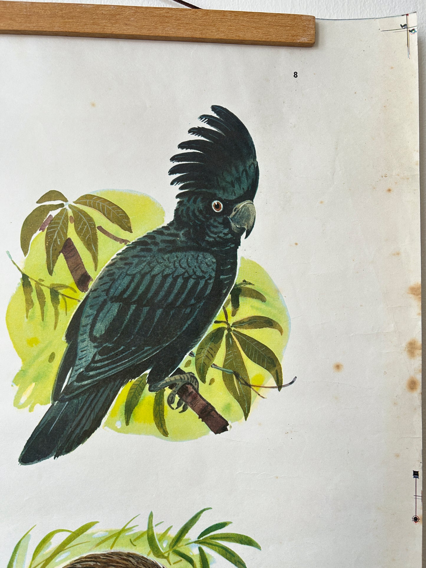 Vintage Illustration of a black cockatoo with green foliage on a white background