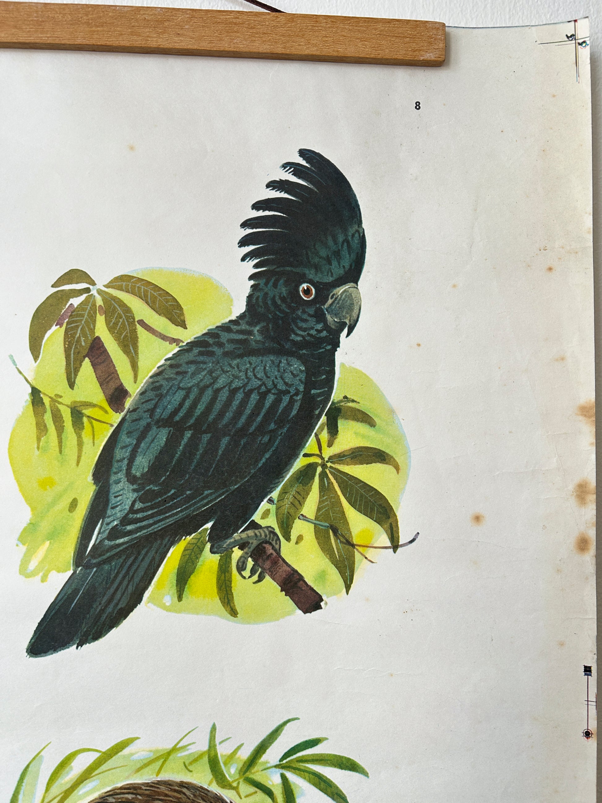 Vintage Illustration of a black cockatoo with green foliage on a white background