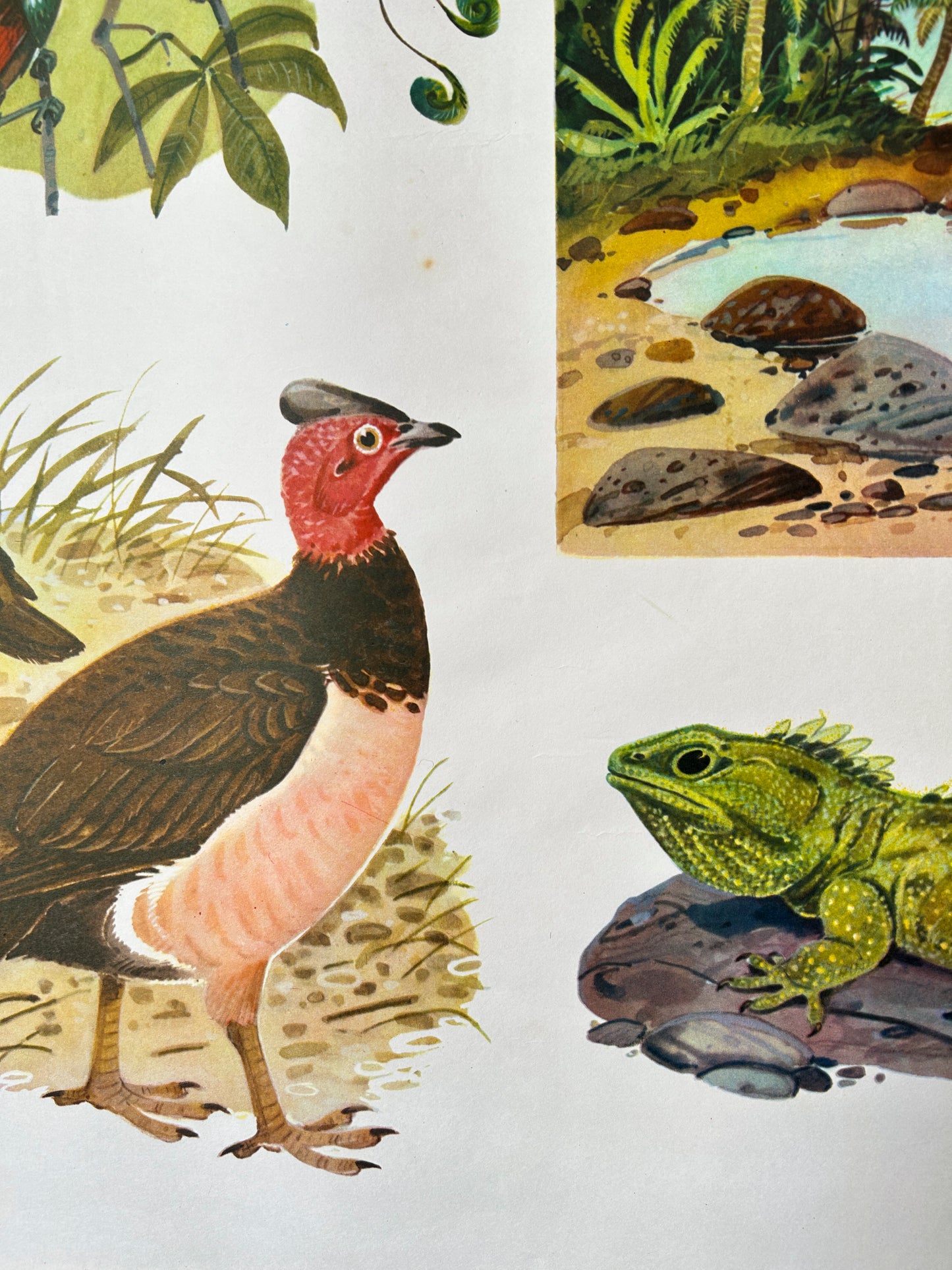Illustration of a bird and a lizard in a natural setting with plants and water.