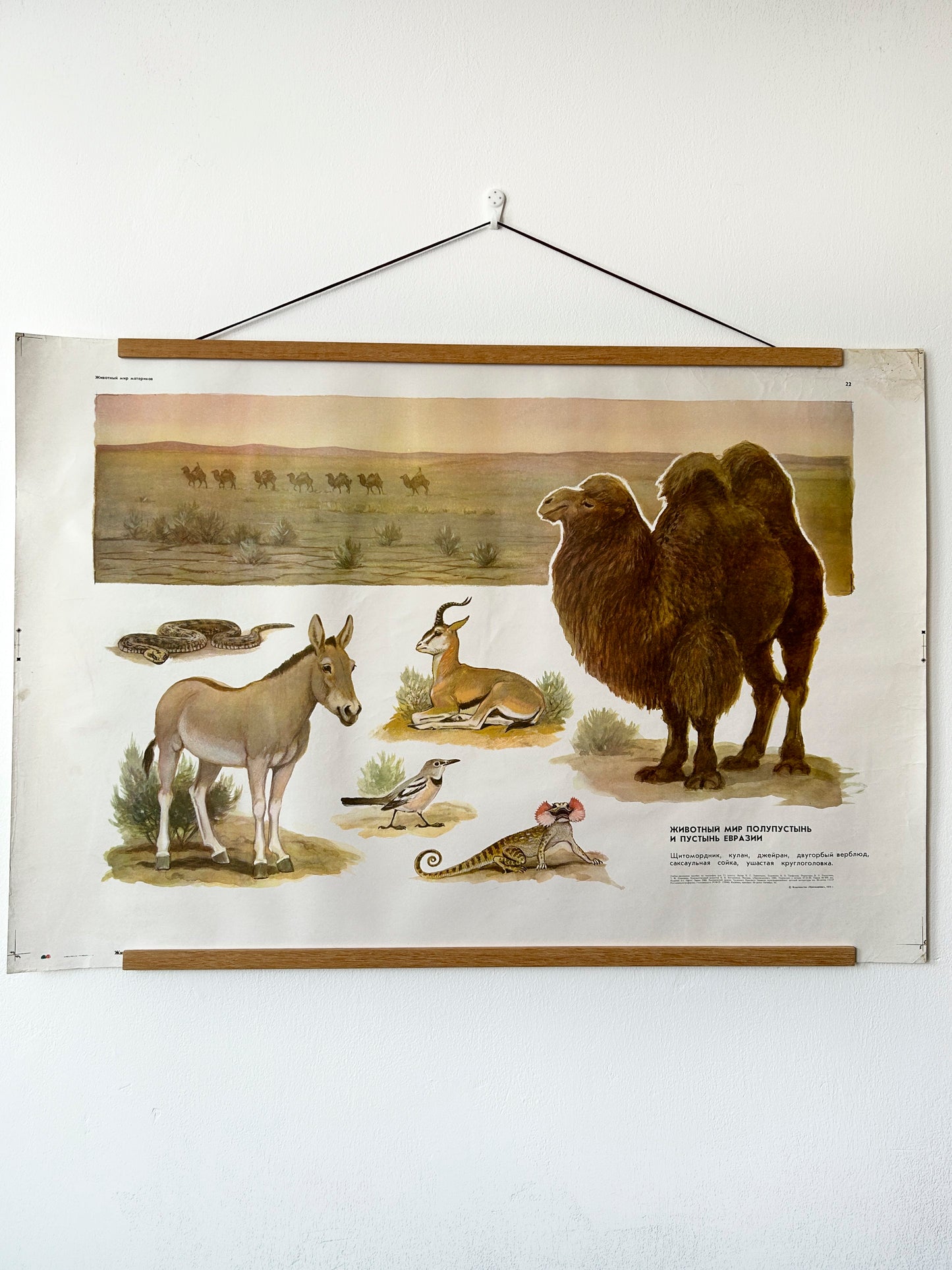 Soviet Vintage Educational Wildlife Poster depicting Eurasian Desert Animals: Camel, Gloydius Snake, Toad-headed Agama, Gazelle, Jay 