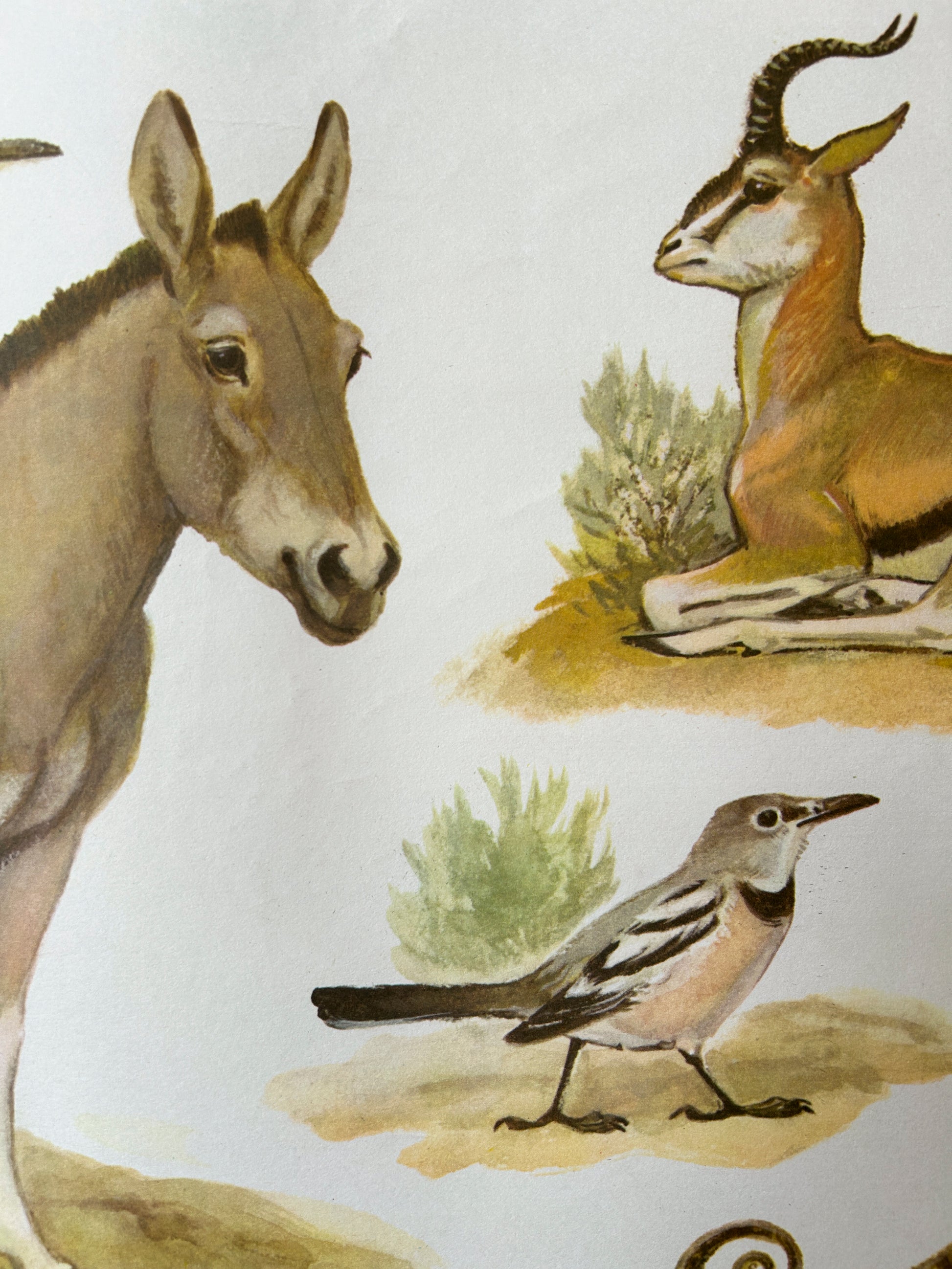 Soviet Vintage Educational Wildlife Poster depicting Eurasian Desert Animals:  Agama, Gazelle, Jay 