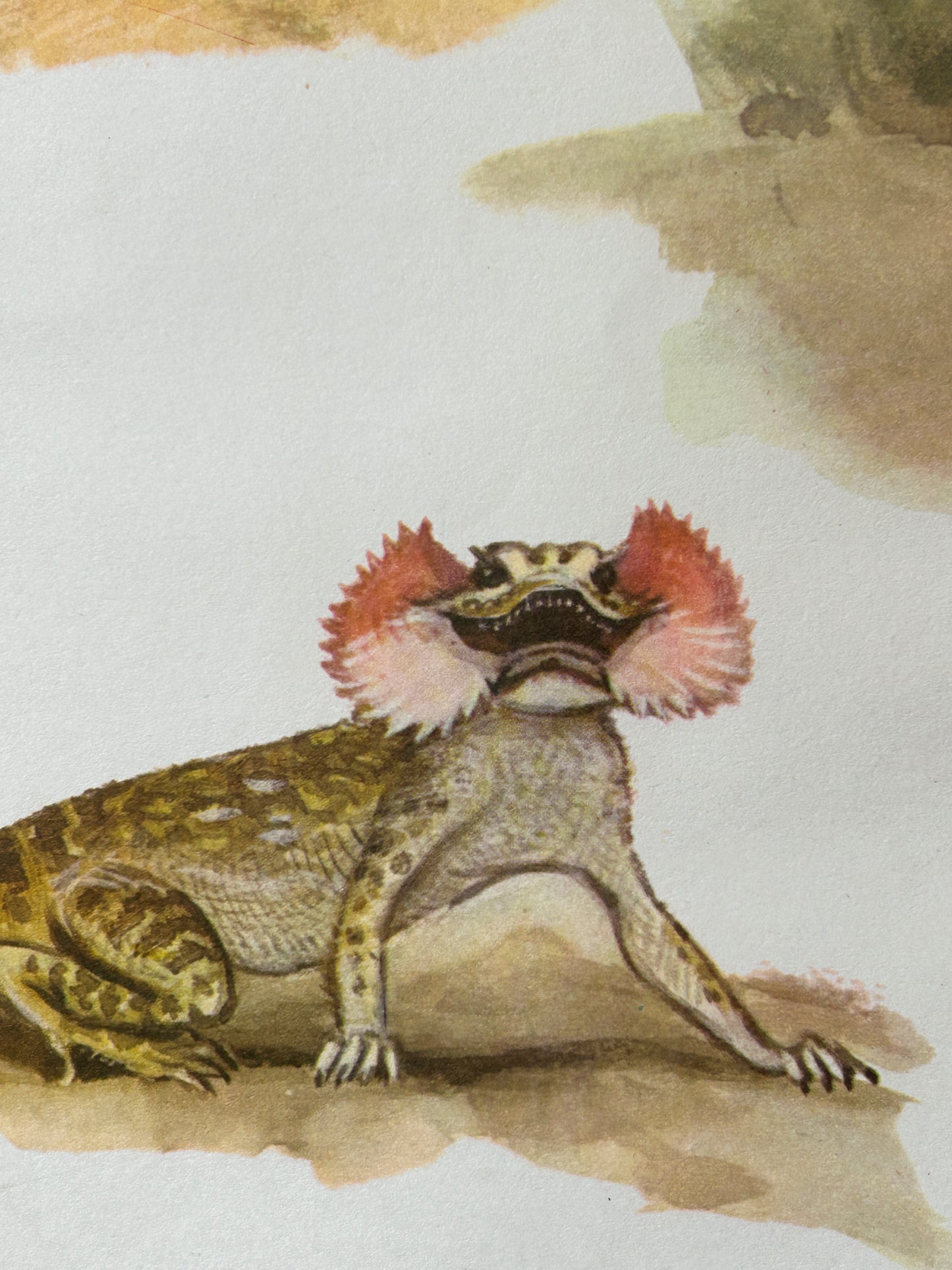 Soviet Vintage Educational Wildlife Poster depicting Toad-headed Agama lizard