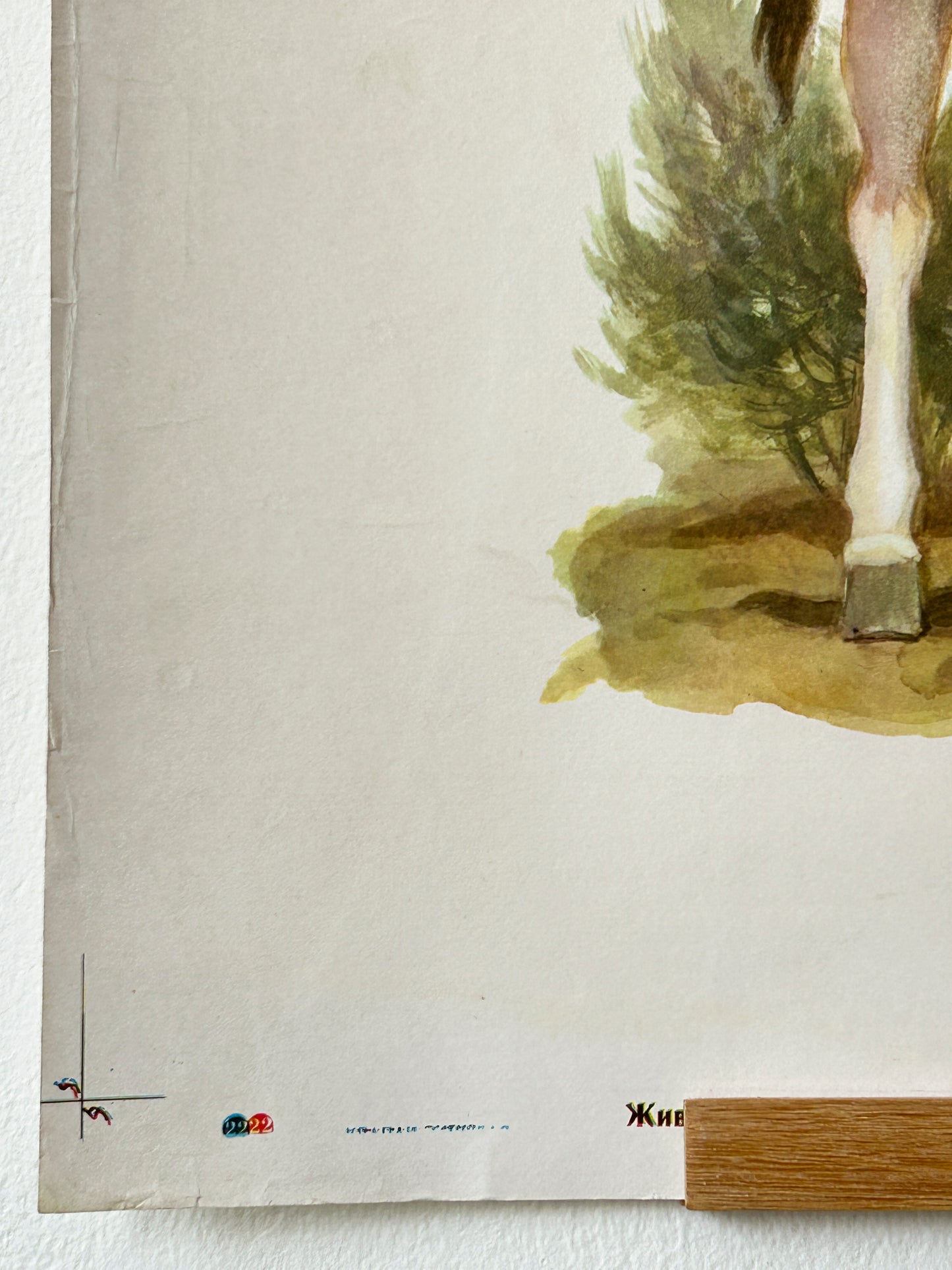 Original Soviet Vintage Educational Wildlife Poster – Eurasian Desert Animals: Camel, Gloydius Snake, Toad-headed Agama, Gazelle, Jay | USSR School Chart