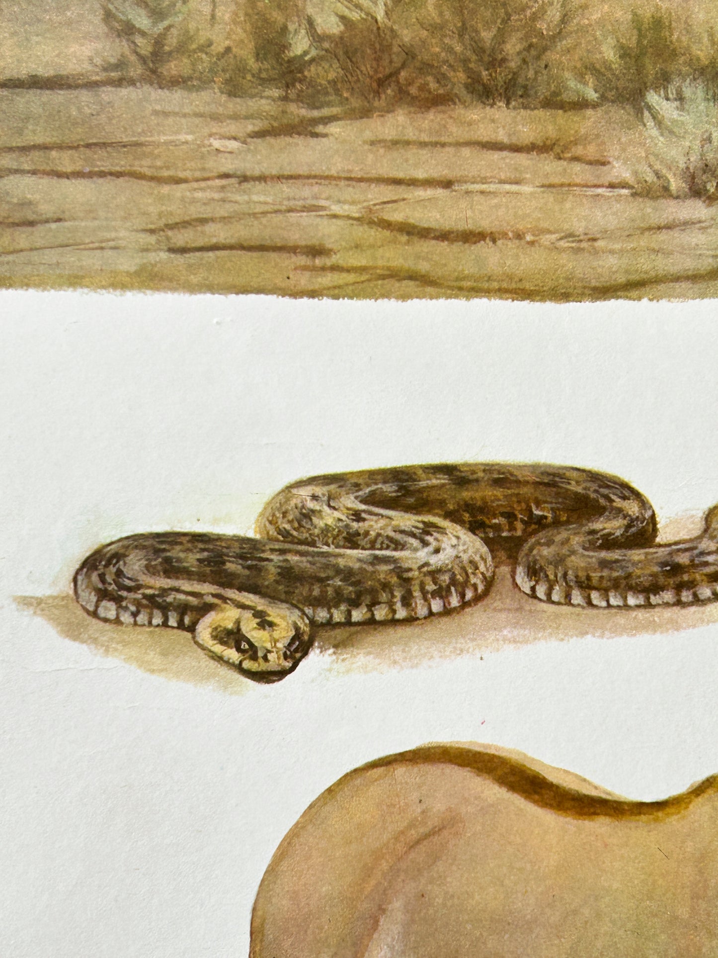 Soviet Vintage Educational Wildlife Poster depicting Gloydius Snake