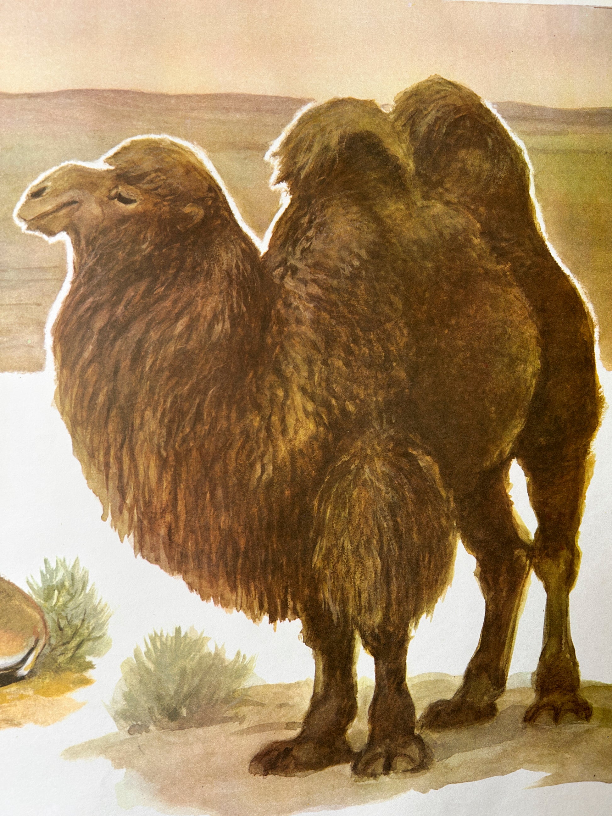 Soviet Vintage Educational Wildlife Poster depicting two humped Camel in the desert
