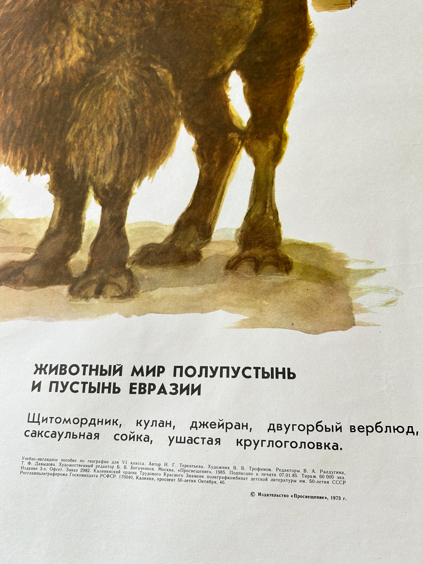 Original Soviet Vintage Educational Wildlife Poster – Eurasian Desert Animals: Camel, Gloydius Snake, Toad-headed Agama, Gazelle, Jay | USSR School Chart