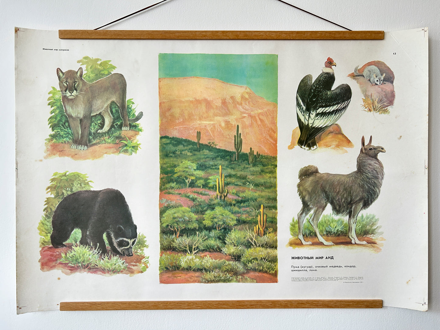 Soviet educational poster depicting the wildlife of the Andes. The poster features illustrations of several animals and a landscape typical of the region. 
The animals shown are the puma (cougar), spectacled bear, condor, chinchilla, and llama. 