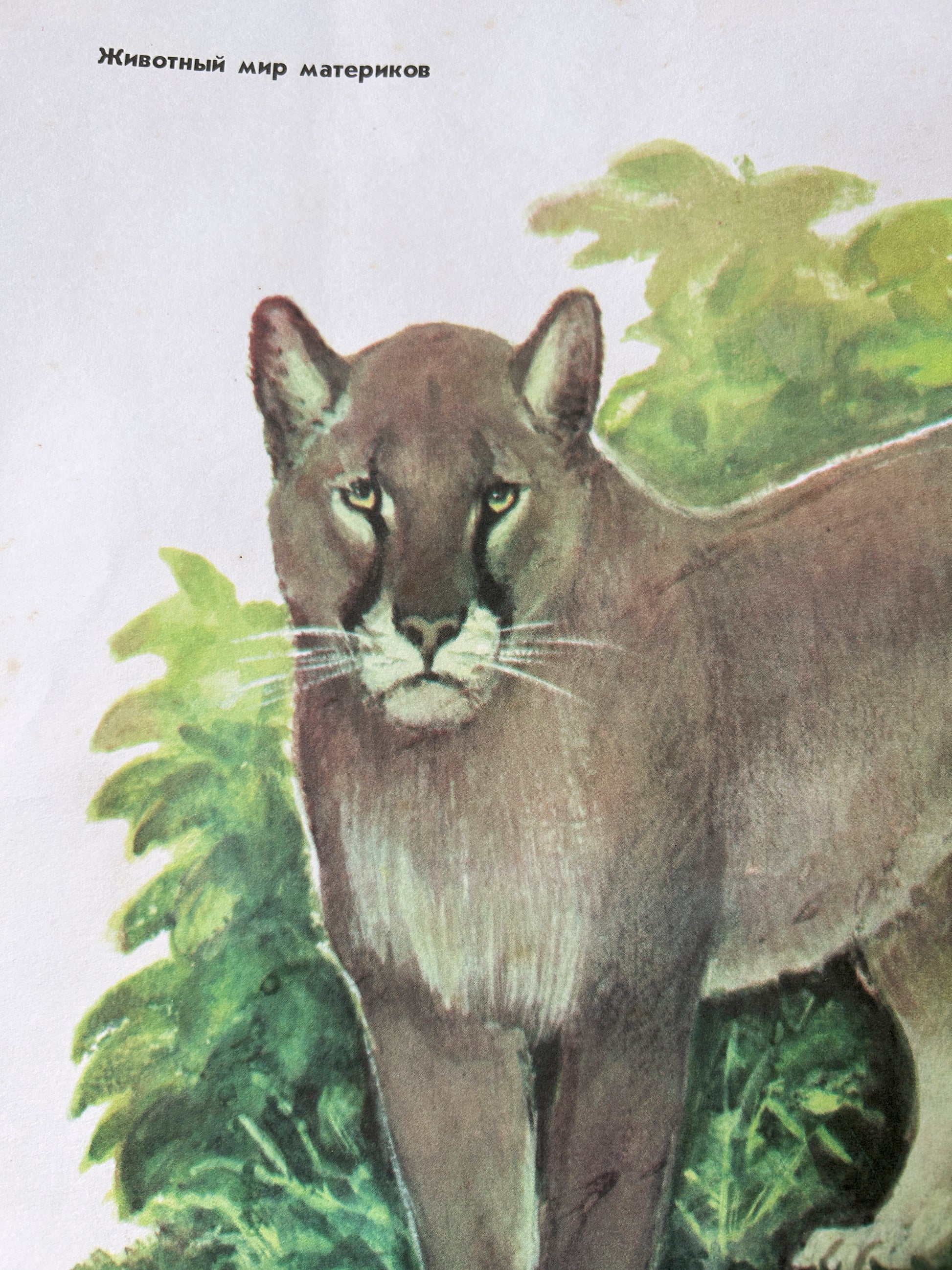 Soviet vintage Illustration of a cougar / mountain lion surrounded by green foliage