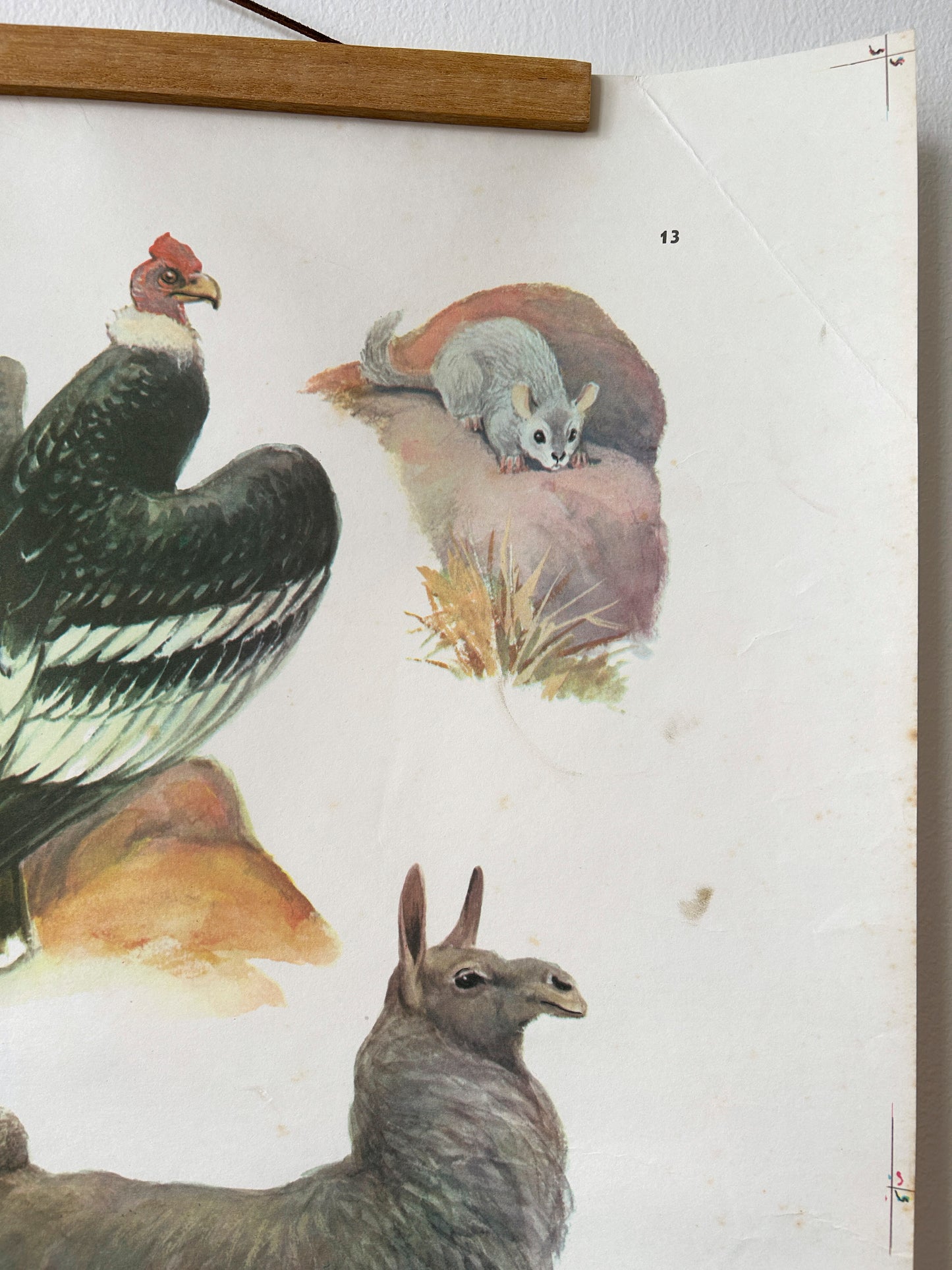 Vintage illustration of a condor, mouse and llama living in the Andes