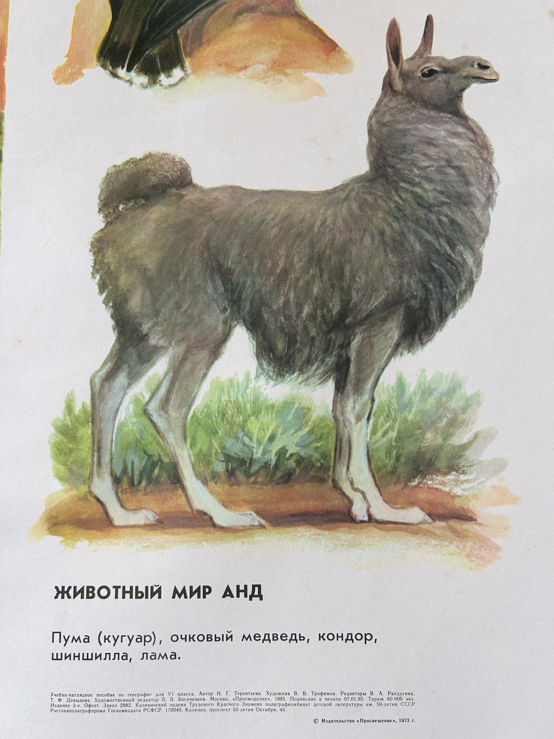 Soviet vintage Illustration of a llama with text in russian about Andean animals.