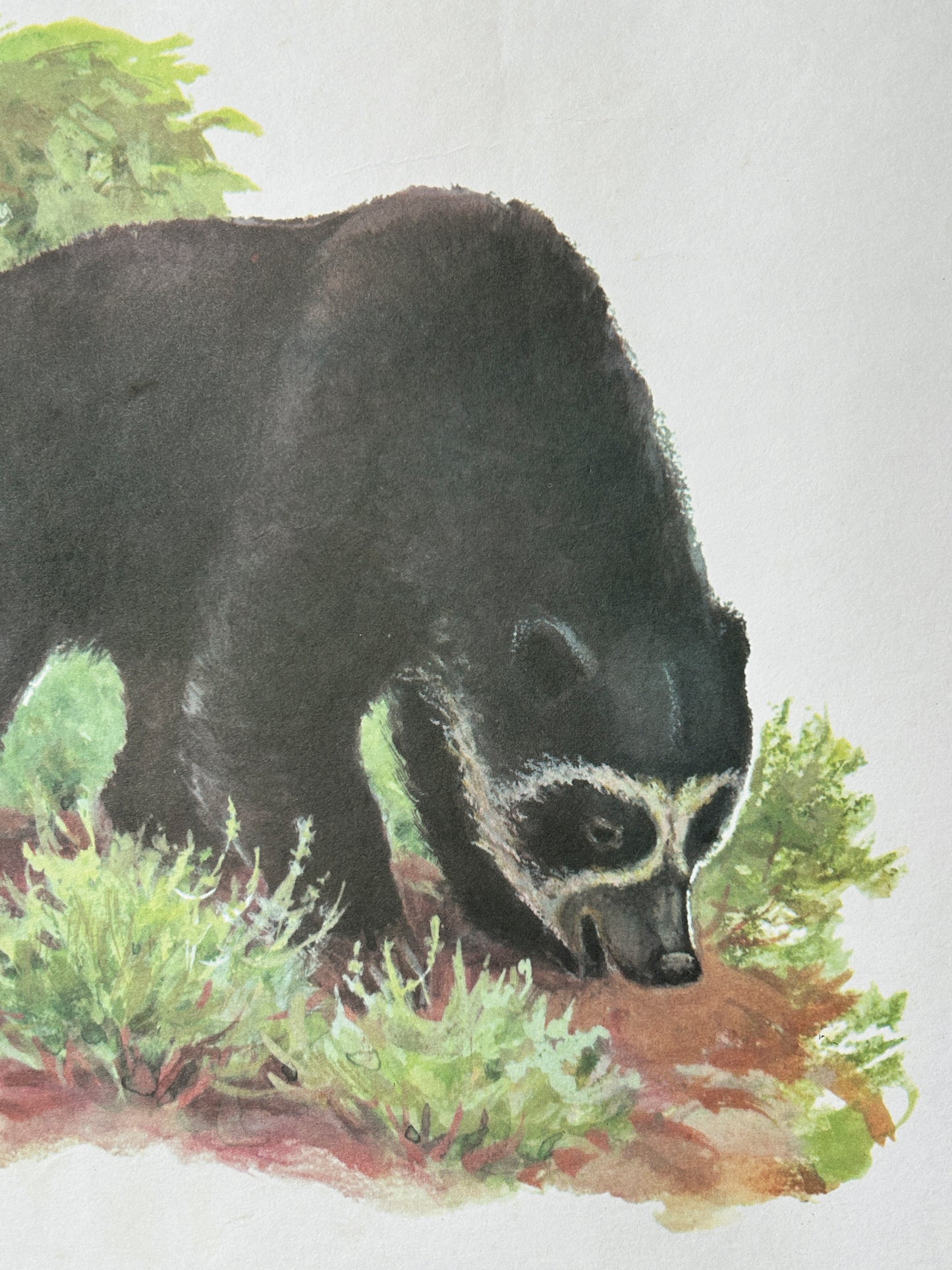 Soviet illustration of a spectacled bear
