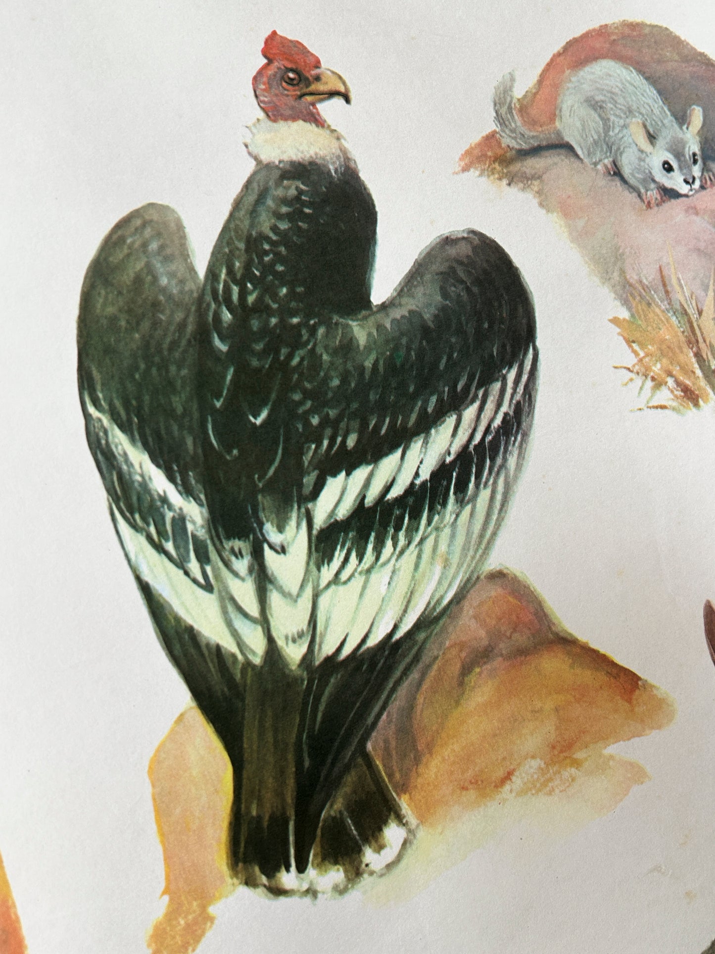 Soviet vintage poster detail of a condor and a mouse