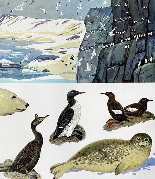 Detail of an original vintage Soviet school poster illustrating a polar bear, seal and seabird subjects with snowy cliffs with many white birds, a black-and-white penguin, two brown seabirds, and a cormorant.