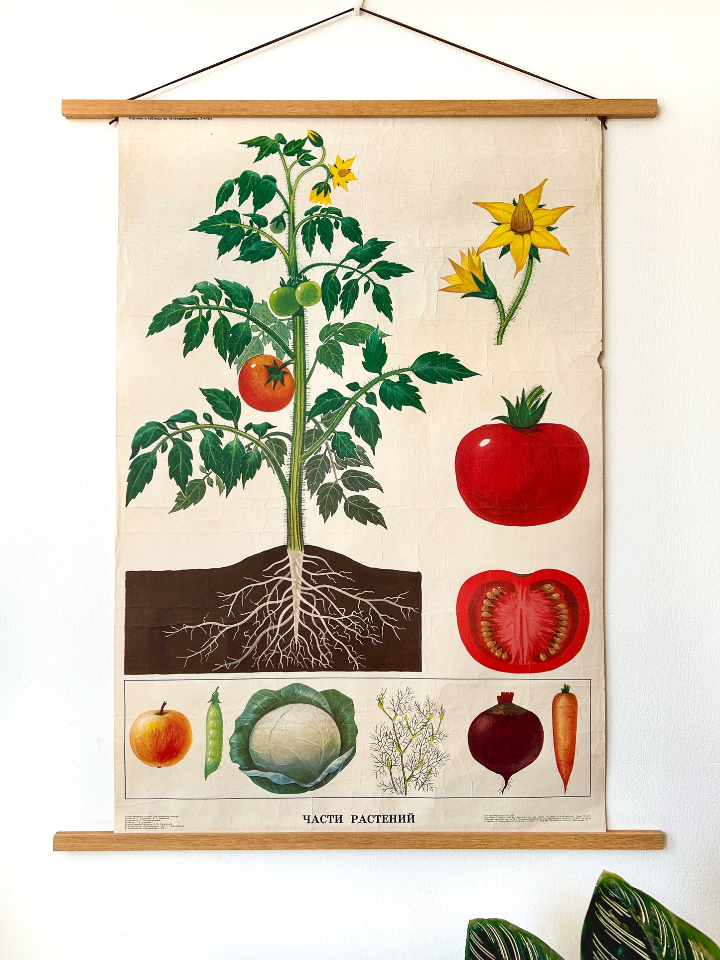 Tomato Plant - Original Soviet Vintage Educational Poster "Parts of Plants" | USSR Botanical School Chart