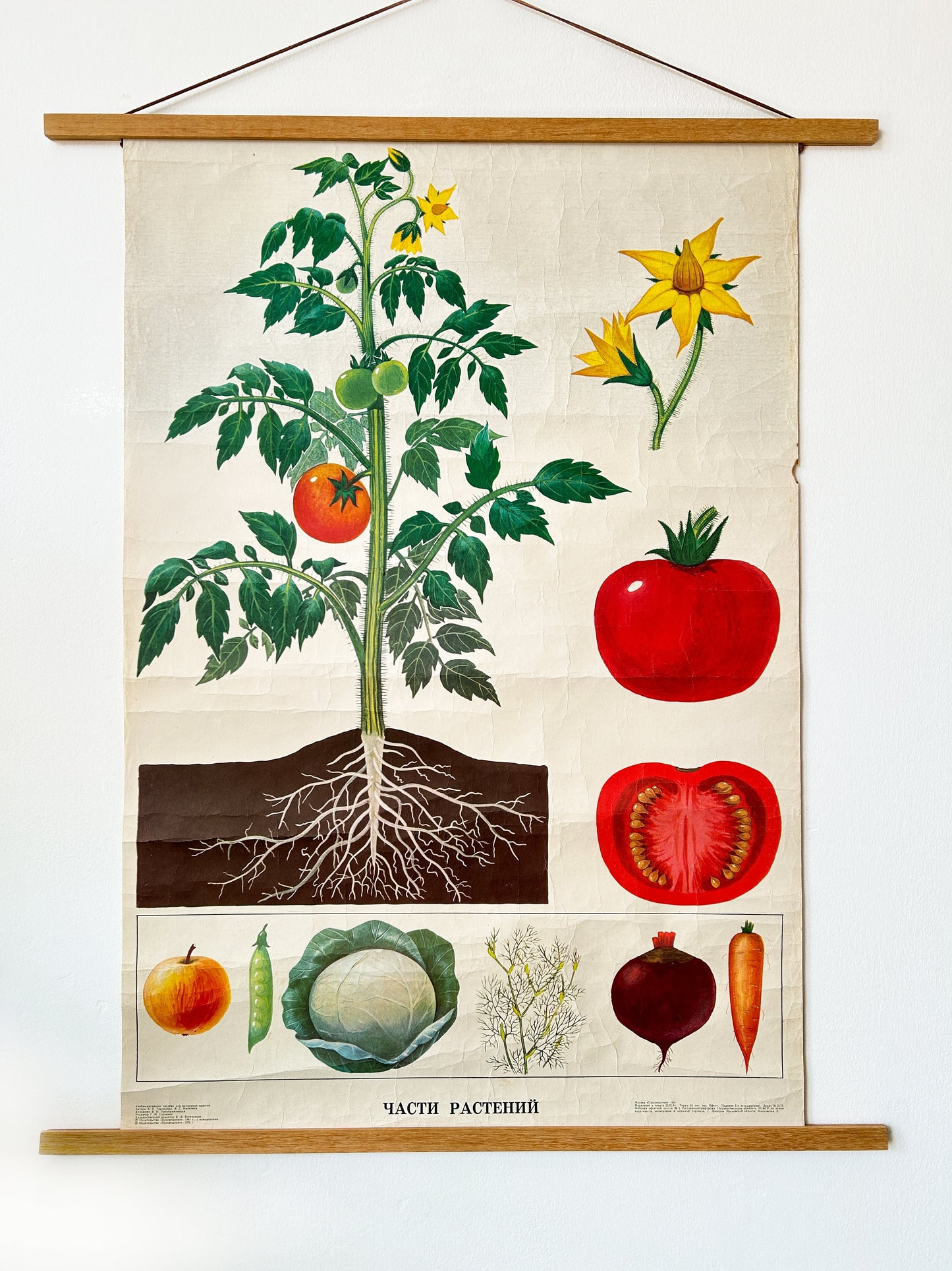 Tomato Plant - Original Soviet Vintage Educational Poster "Parts of Plants" | USSR Botanical School Chart