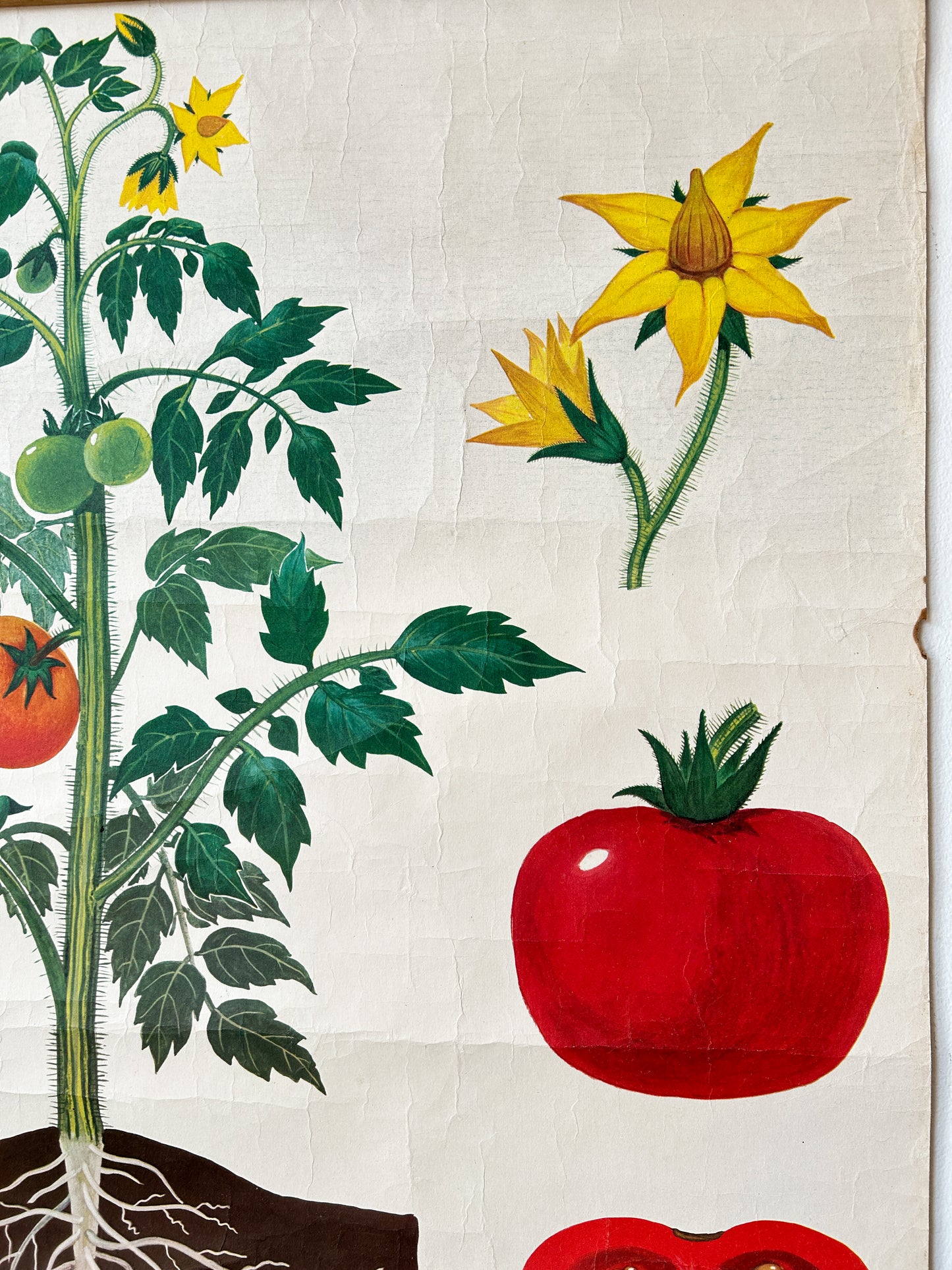 Tomato Plant - Original Soviet Vintage Educational Poster "Parts of Plants" | USSR Botanical School Chart
