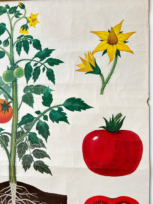 Tomato Plant - Original Soviet Vintage Educational Poster "Parts of Plants" | USSR Botanical School Chart