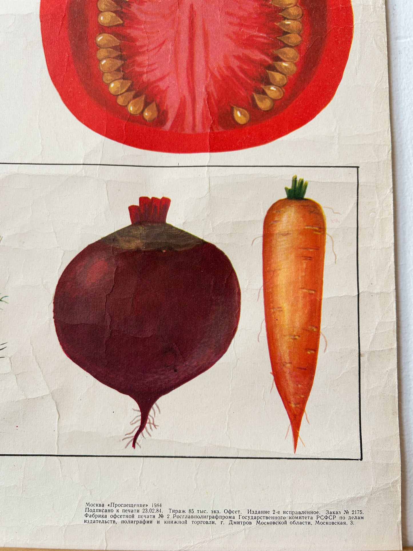 Tomato Plant - Original Soviet Vintage Educational Poster "Parts of Plants" | USSR Botanical School Chart
