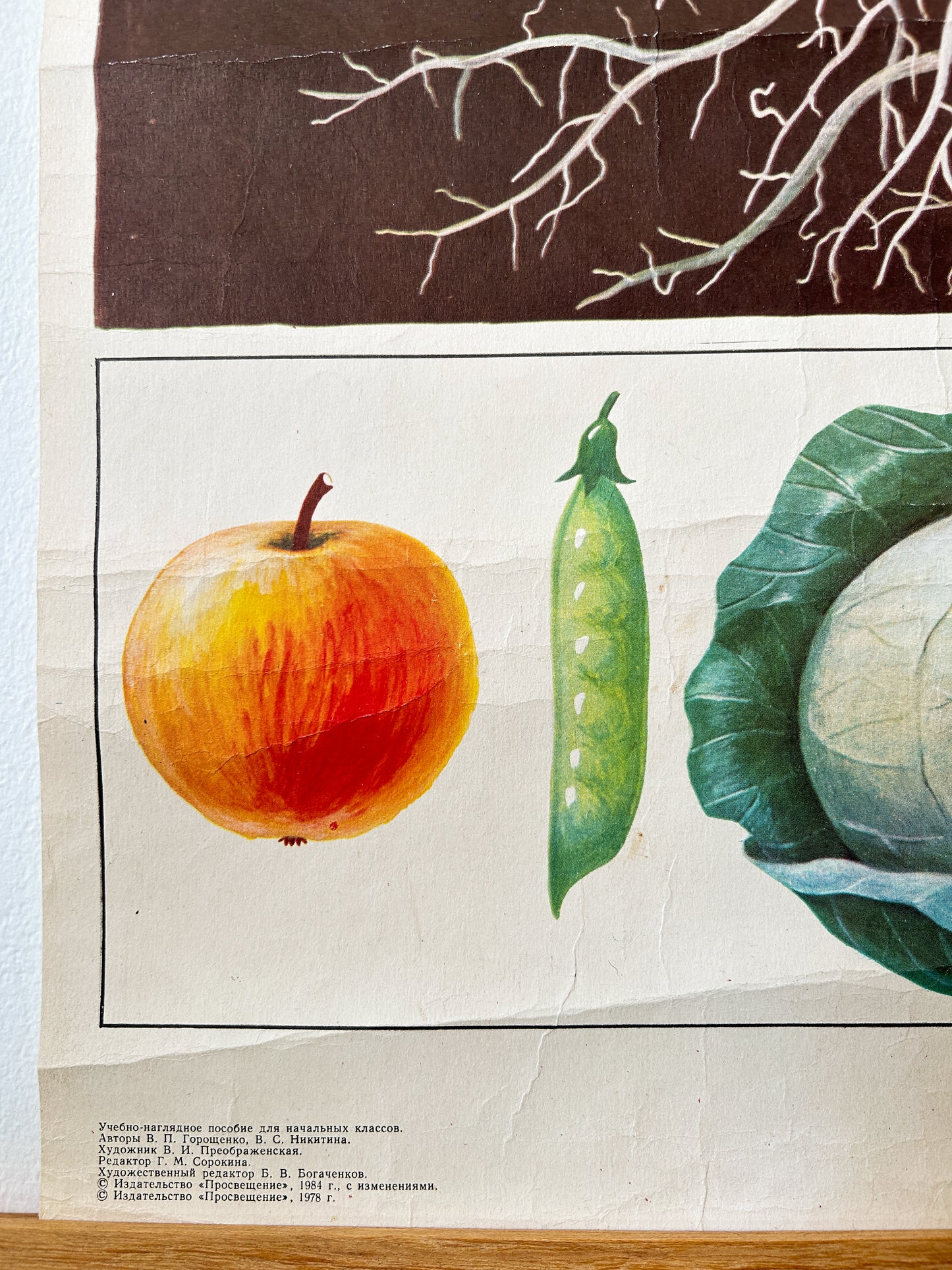 Tomato Plant - Original Soviet Vintage Educational Poster "Parts of Plants" | USSR Botanical School Chart