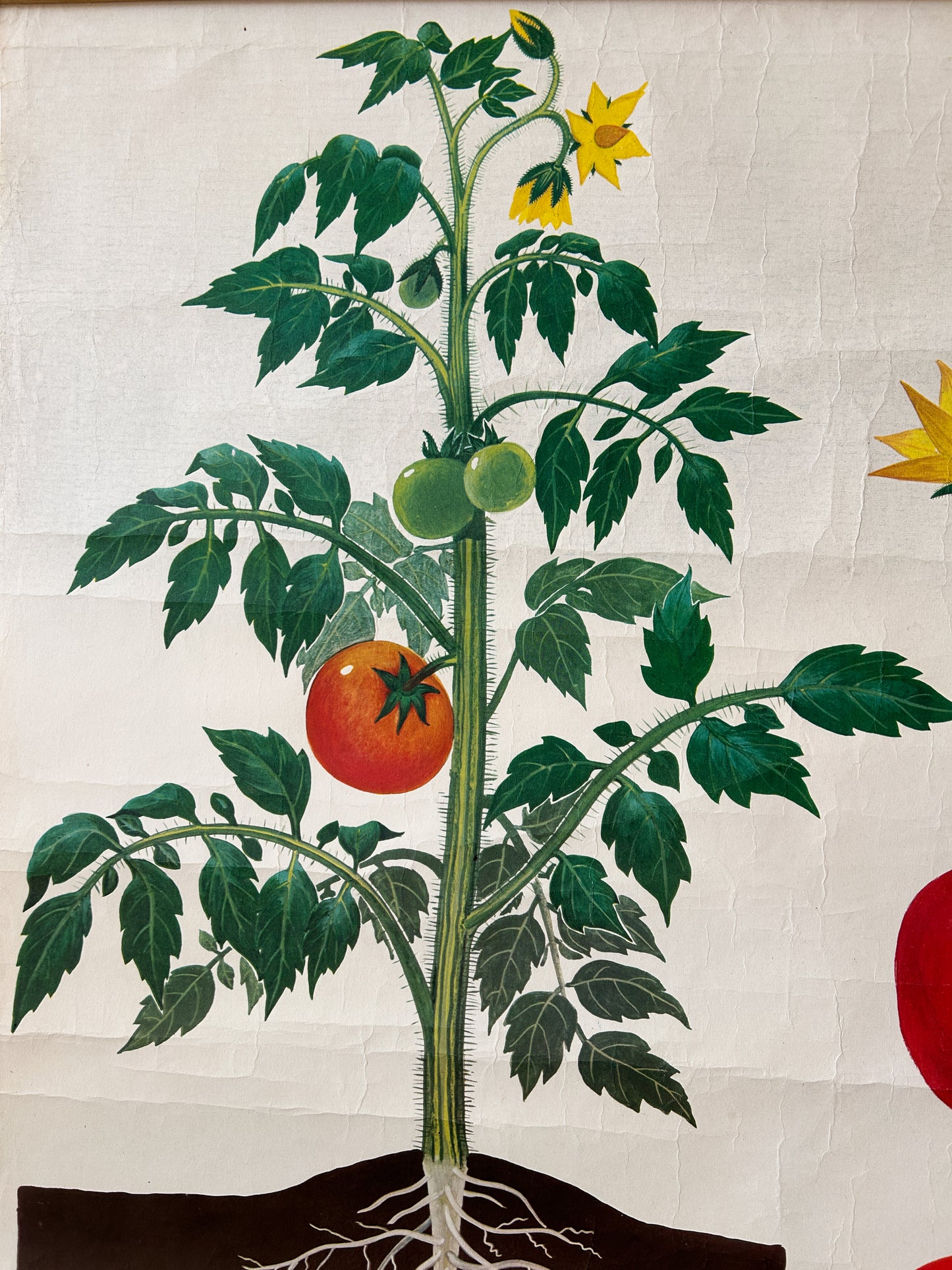 Tomato Plant - Original Soviet Vintage Educational Poster "Parts of Plants" | USSR Botanical School Chart
