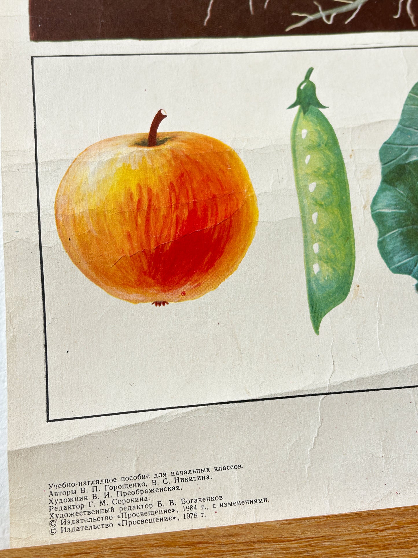 Tomato Plant - Original Soviet Vintage Educational Poster "Parts of Plants" | USSR Botanical School Chart