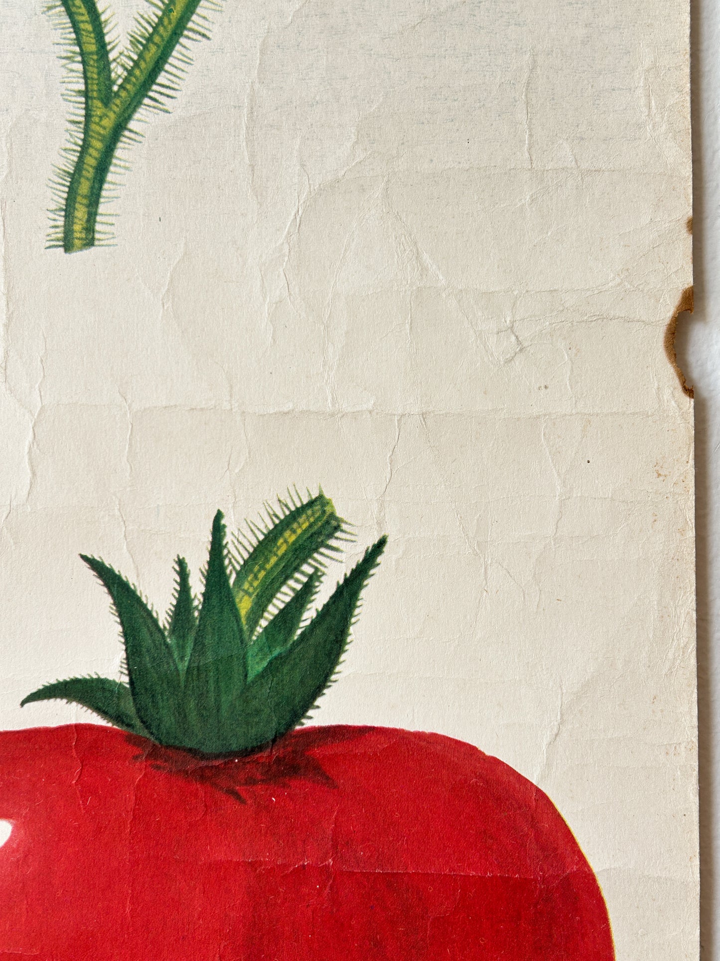 Tomato Plant - Original Soviet Vintage Educational Poster "Parts of Plants" | USSR Botanical School Chart