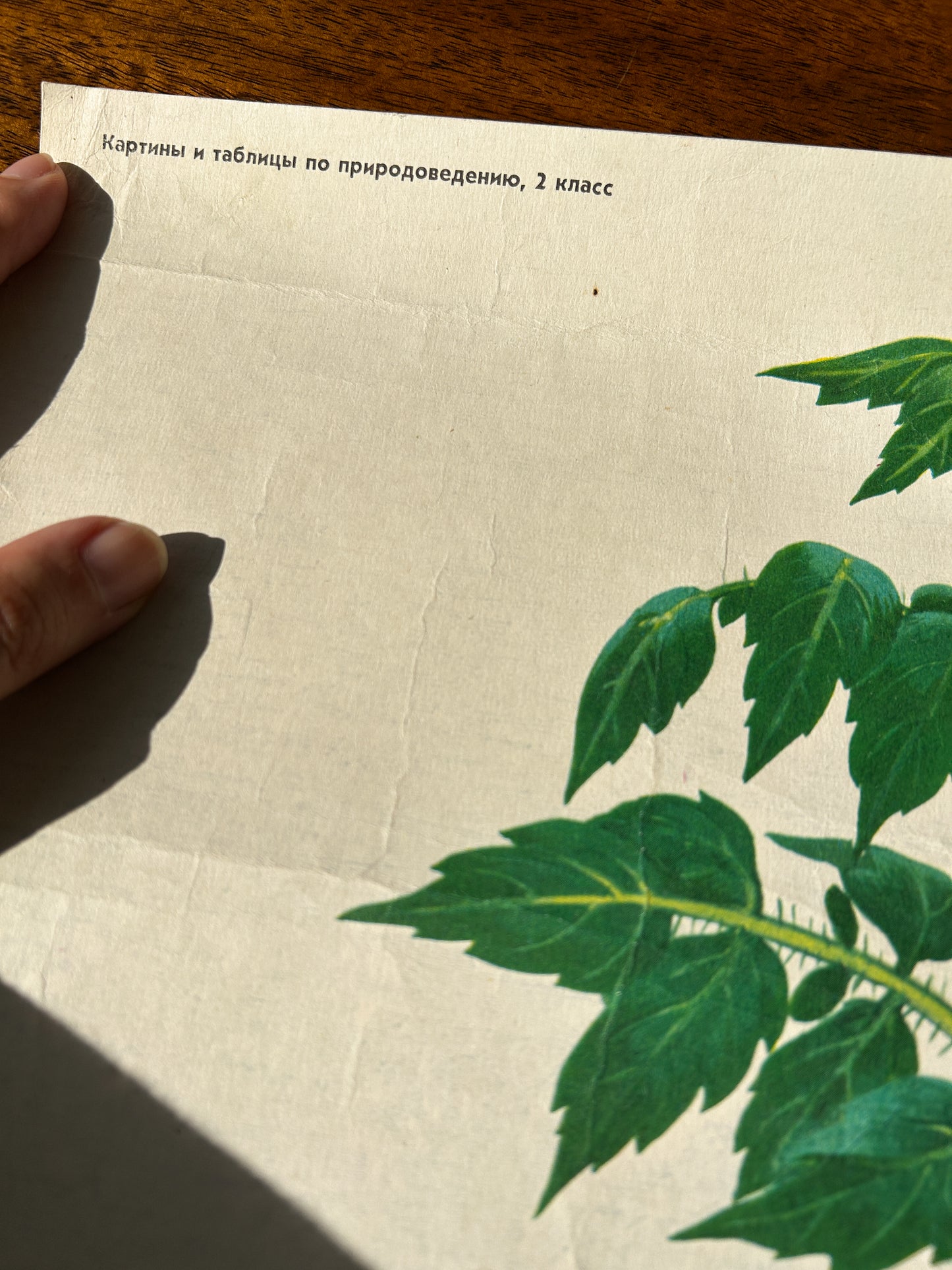Tomato Plant - Original Soviet Vintage Educational Poster "Parts of Plants" | USSR Botanical School Chart
