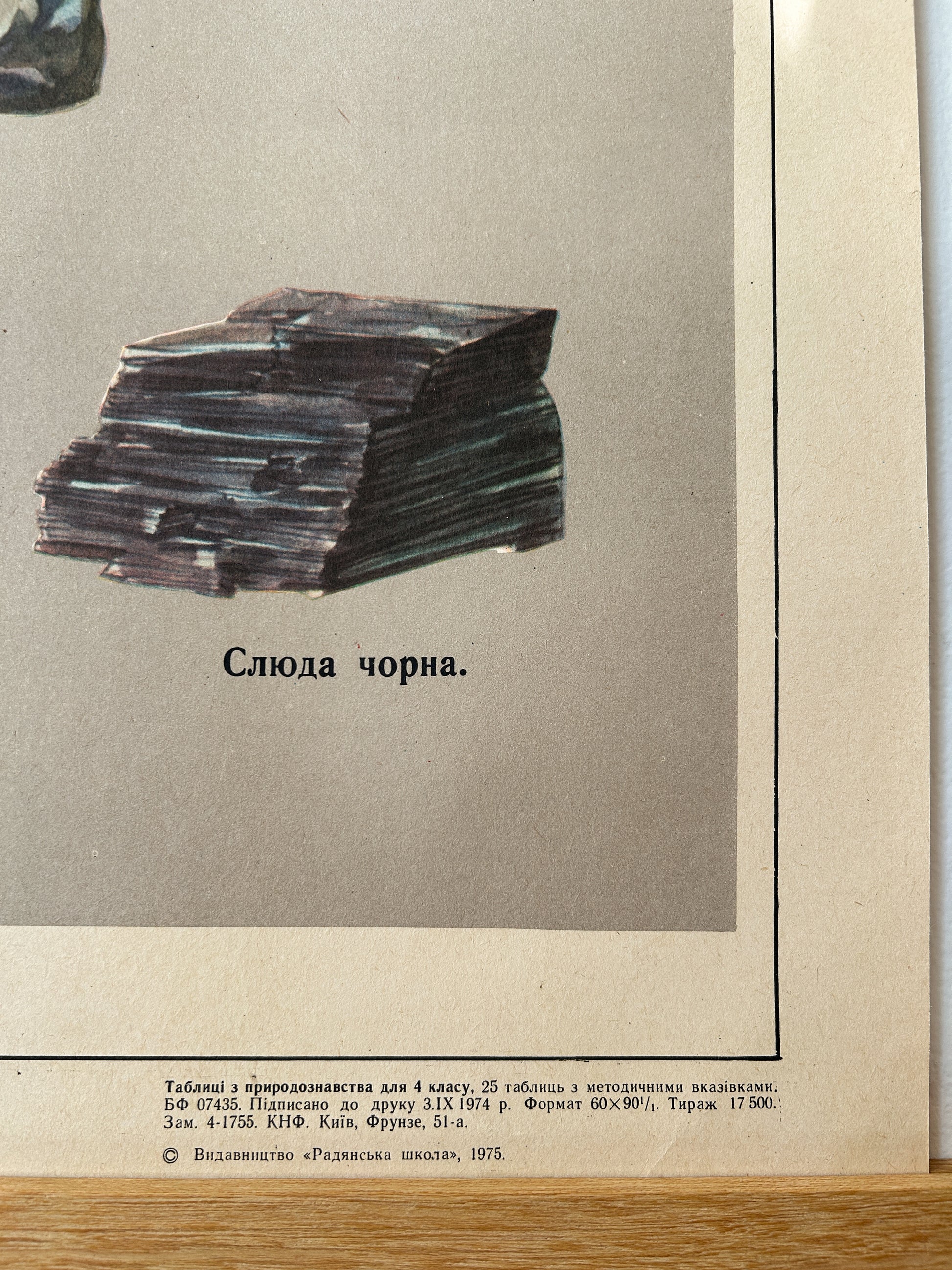 Vintage illustration of a black mica and a caption in Ukrainian - educational poster detail