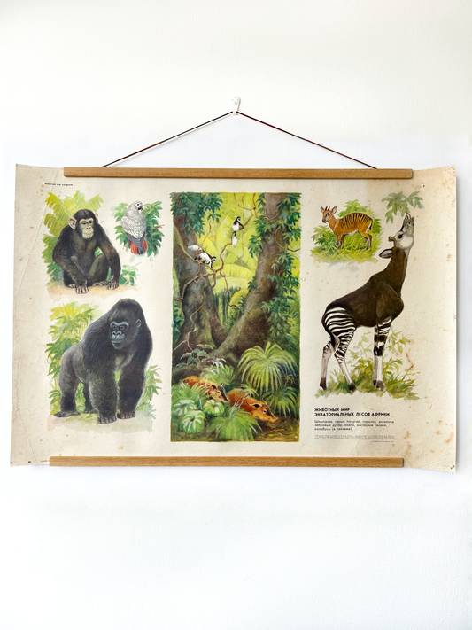 Soviet vintage educational poster depicting the animal world of the equatorial forests of Africa: chimpanzee, gorilla, African grey parrot, Zebra duiker, okapi, Colobus monkeys and red river hogs.