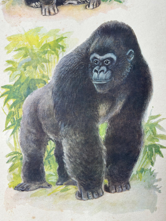 Soviet vintage illustration of a gorilla in a natural setting with plants