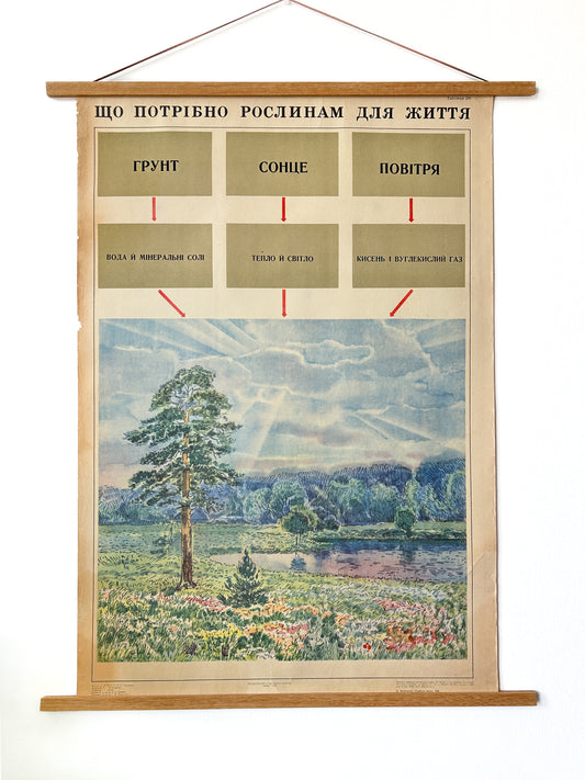 1975 "What Plants Need for Life" Original Soviet Ukrainian Natural History School Poster | USSR Vintage Educational Botanical Chart
