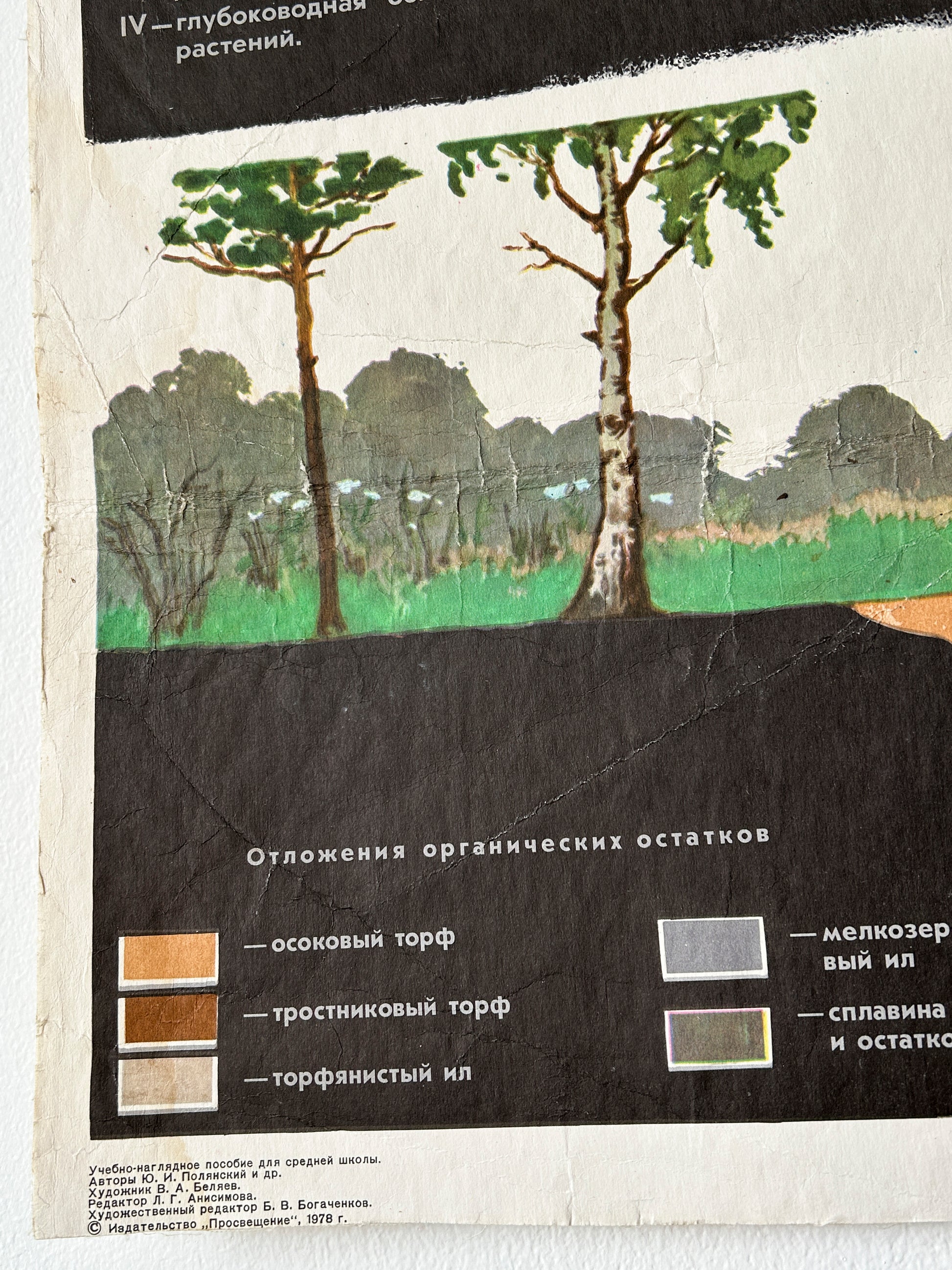 Soviet vintage educational school diagram showing the ecological succession of a lake: how it gradually fills with vegetation, transitions through different plant zones, and eventually turns into a peat bog or dry land.