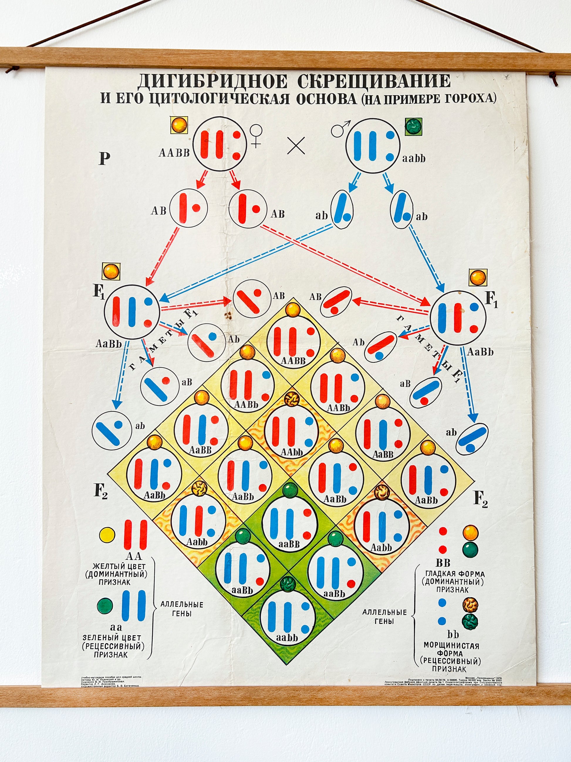 Mid Century Soviet vintage biology school chart showing Dihybrid Cross in Pea Plants and its cytological basis, illustrating Mendel's Law of Independent Assortment