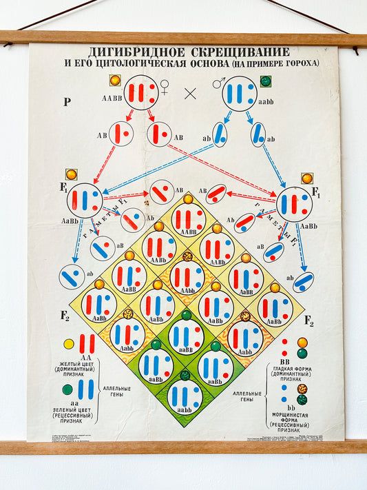 Mid Century Soviet vintage biology school chart showing Dihybrid Cross in Pea Plants and its cytological basis, illustrating Mendel's Law of Independent Assortment
