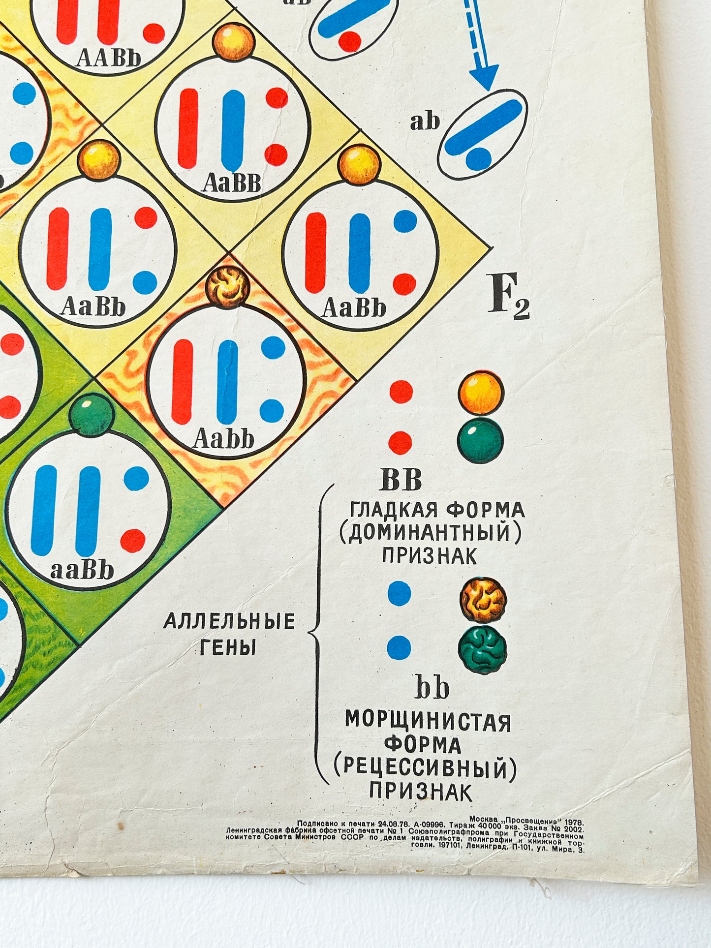Detail of mid-century Soviet vintage biology school chart showing Dihybrid Cross in Pea Plants and its cytological basis, illustrating Mendel's Law of Independent Assortment
