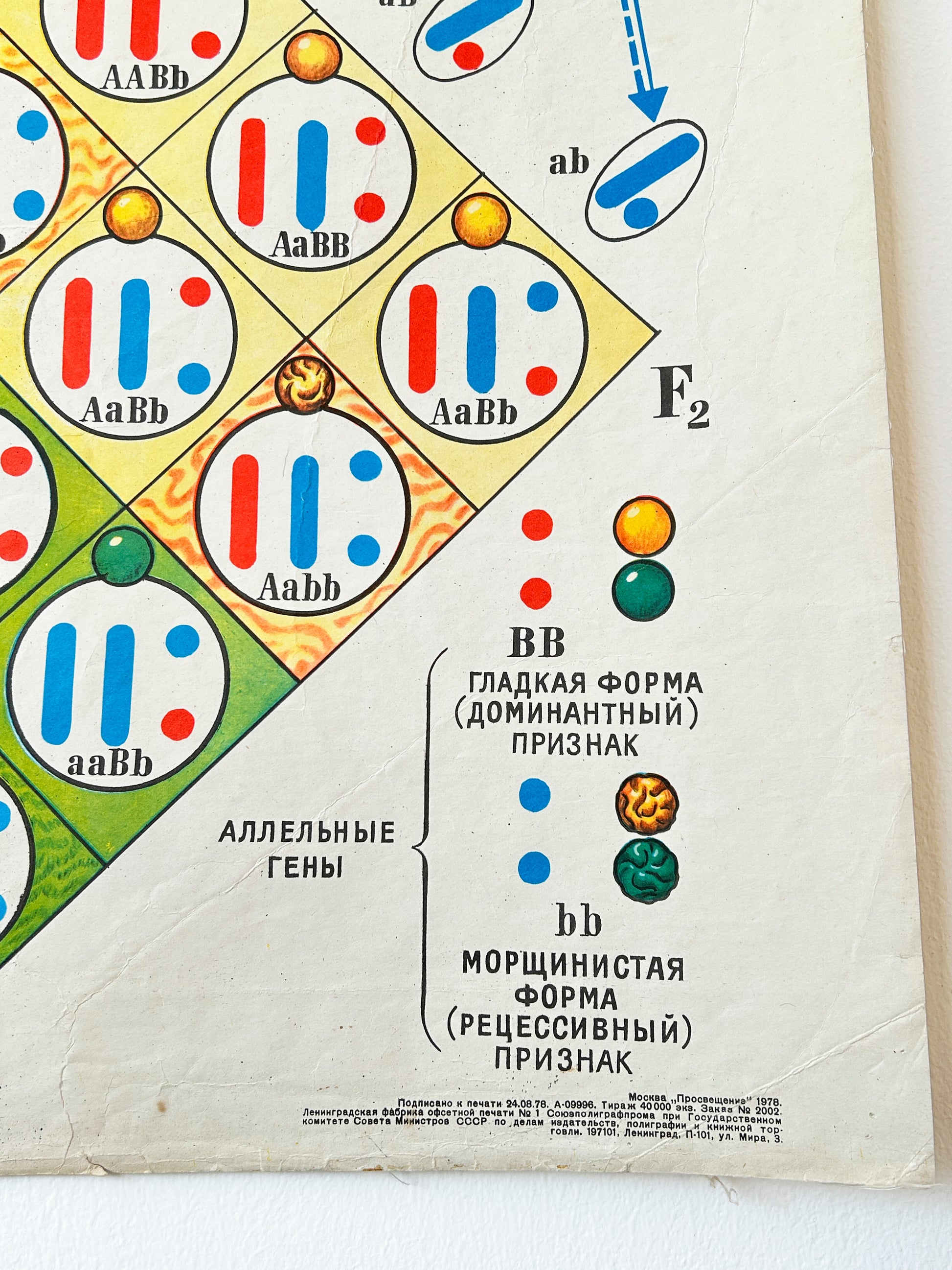 Detail of mid-century Soviet vintage biology school chart showing Dihybrid Cross in Pea Plants and its cytological basis, illustrating Mendel's Law of Independent Assortment
