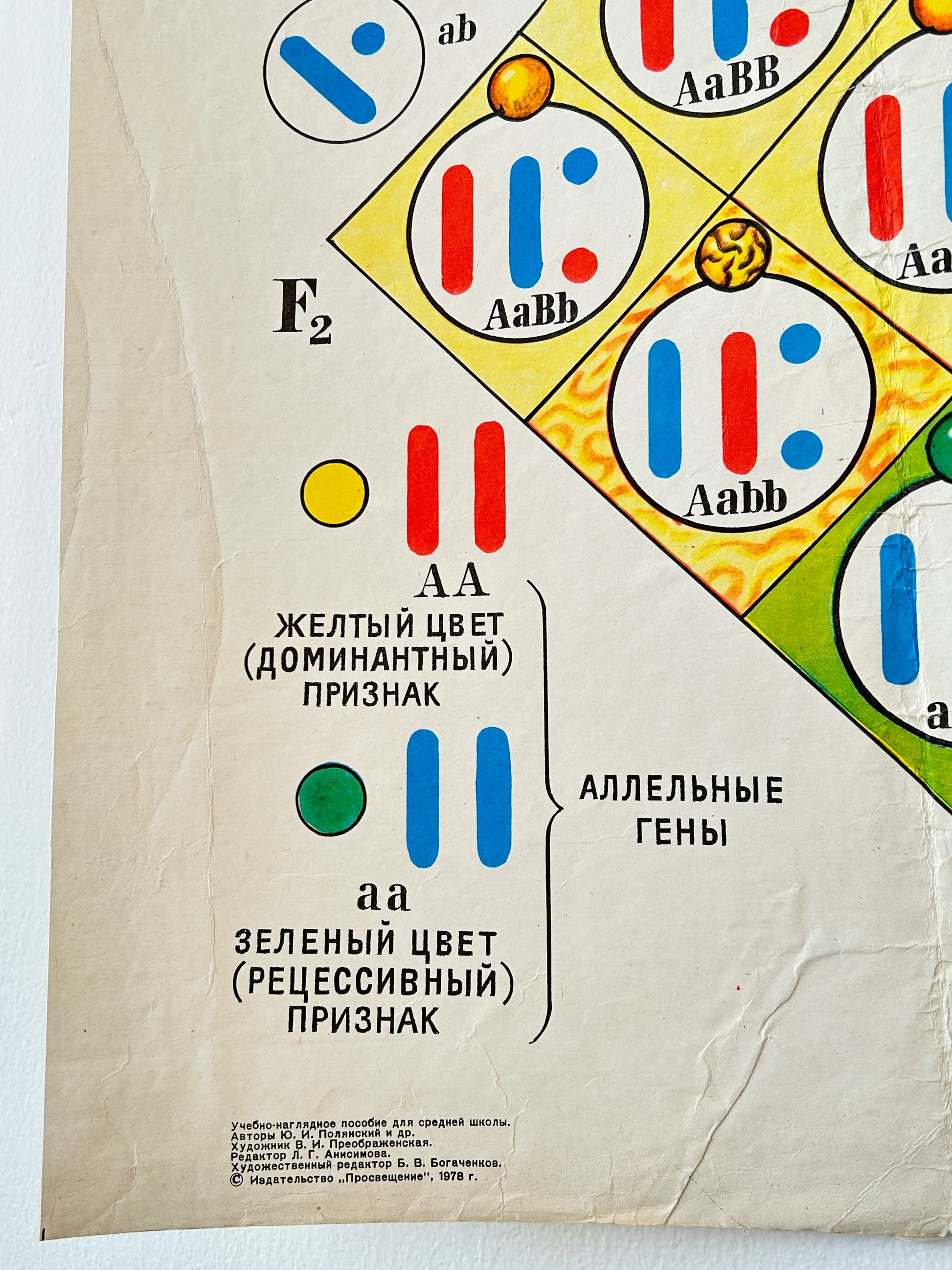 Detail of Mid Century Soviet vintage biology school chart - Dihybrid Cross in Pea Plants and its cytological basis, illustrating Mendel's Law of Independent Assortment